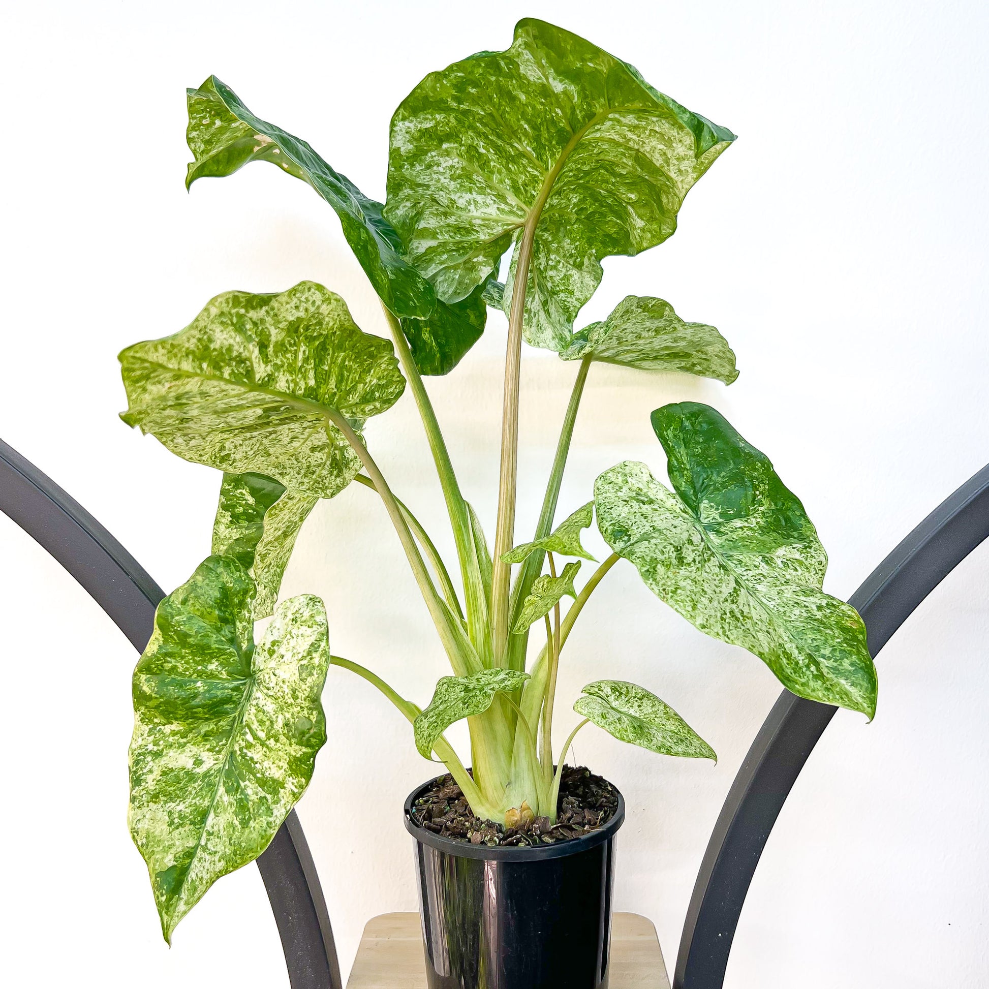 Alocasia Macrorrhizos Splash | The Plant Boys