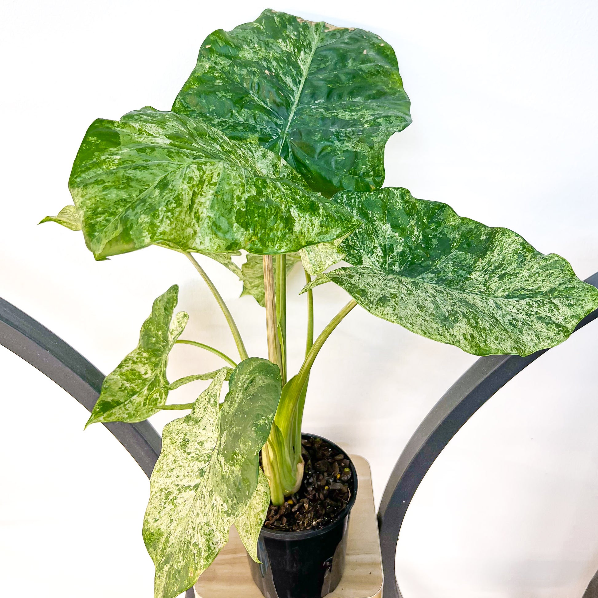 Alocasia Macrorrhizos Splash | The Plant Boys