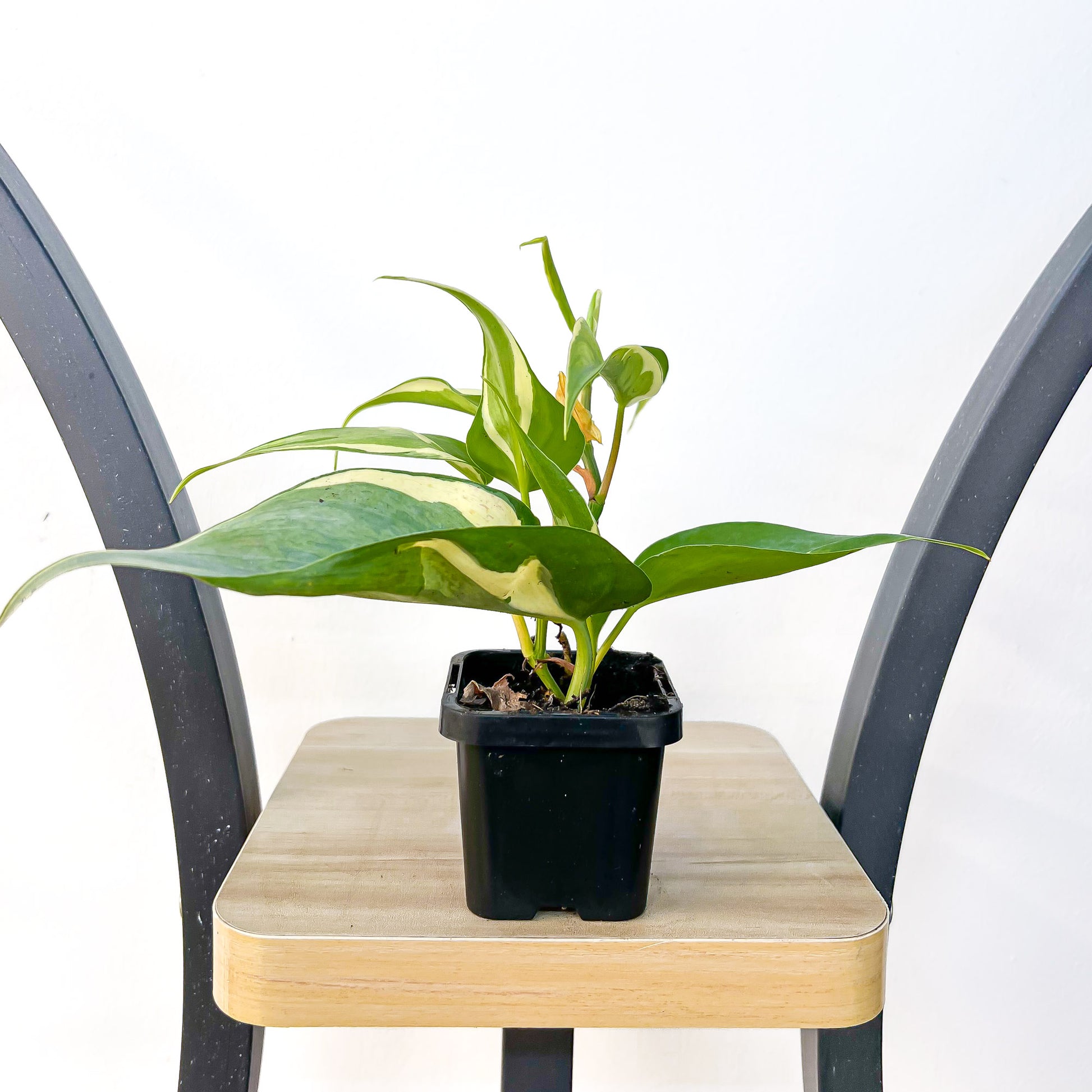 Philodendron Rio | The Plant Boys