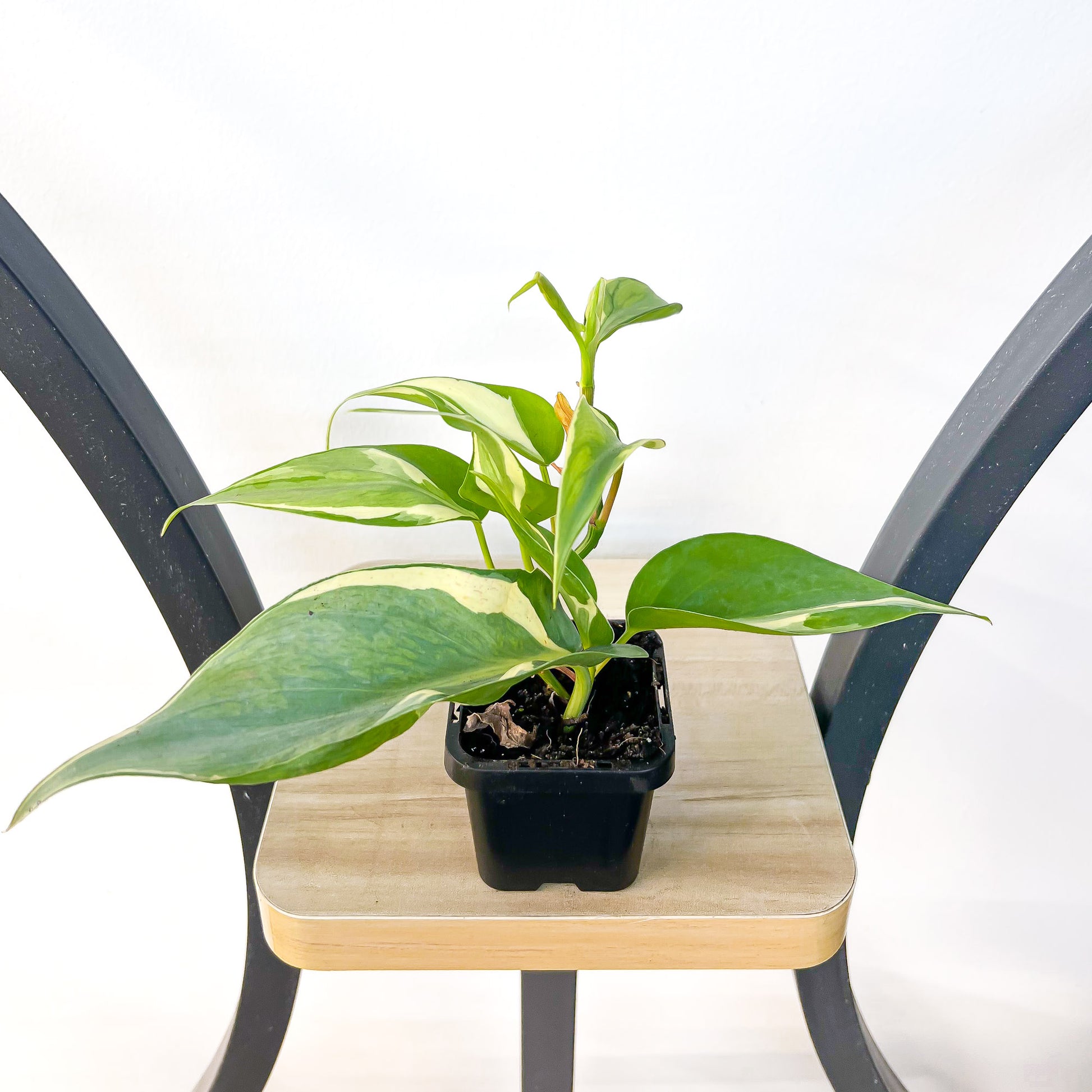 can rio plants live indoors Philodendron Rio – The Plant Boys