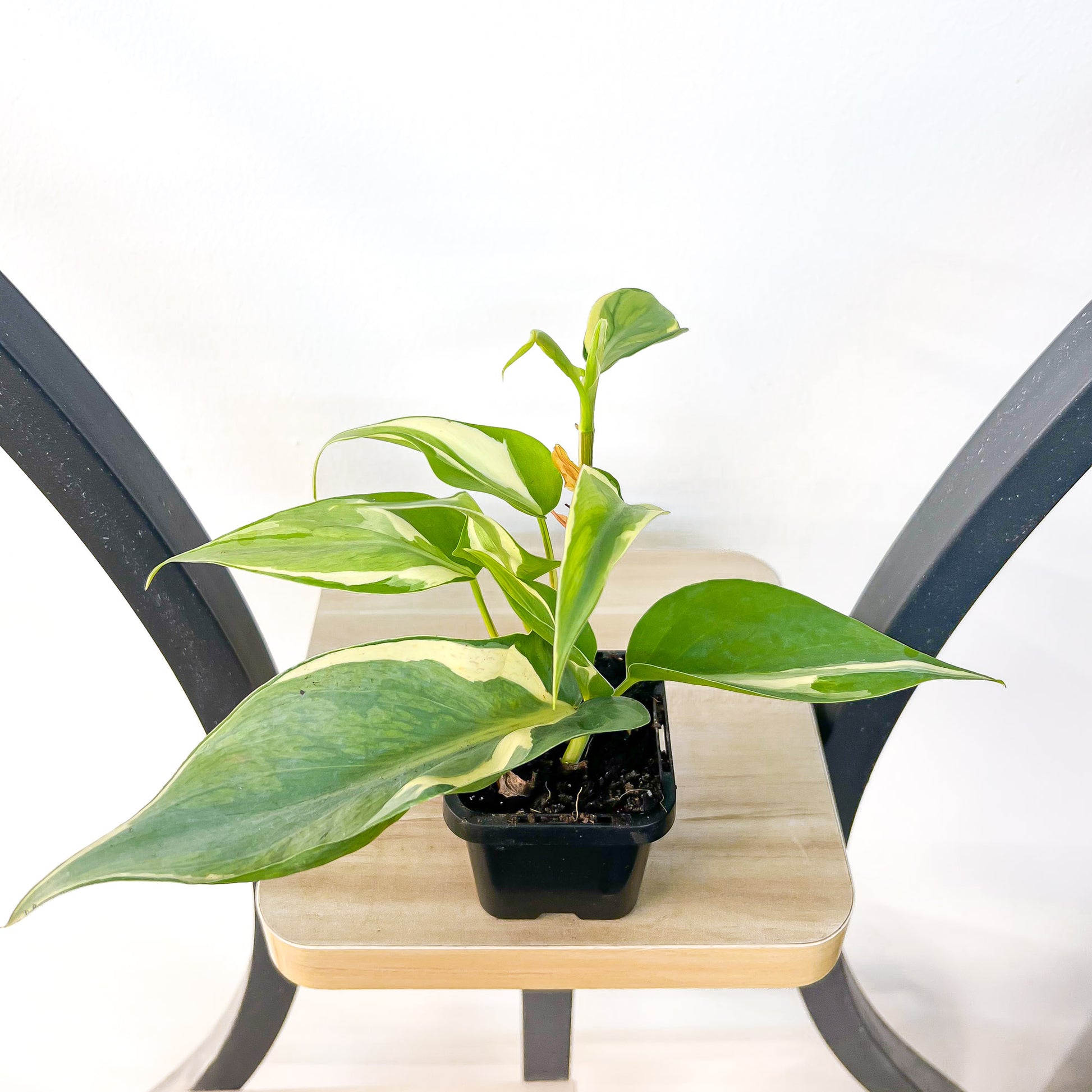 philodendron gabby vs brazil Philodendron Rio – The Plant Boys