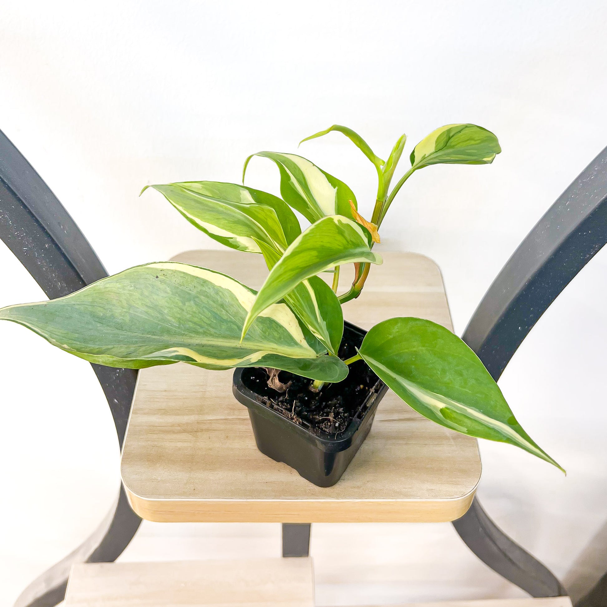 Philodendron Rio | The Plant Boys