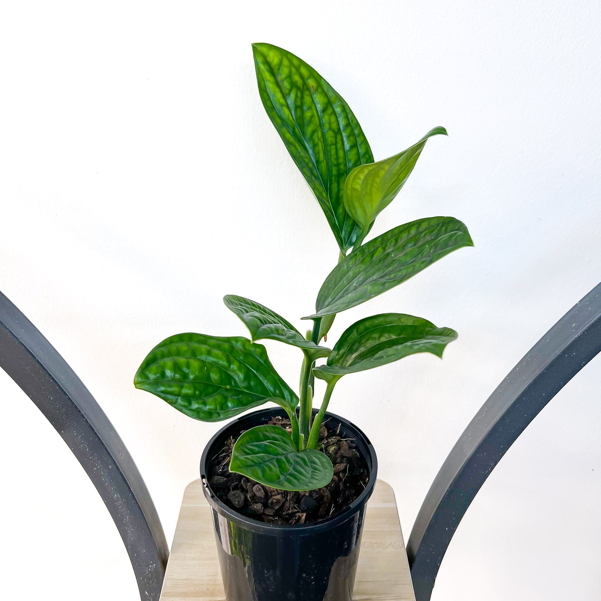 Monstera Karstenianum Peru | The Plant Boys