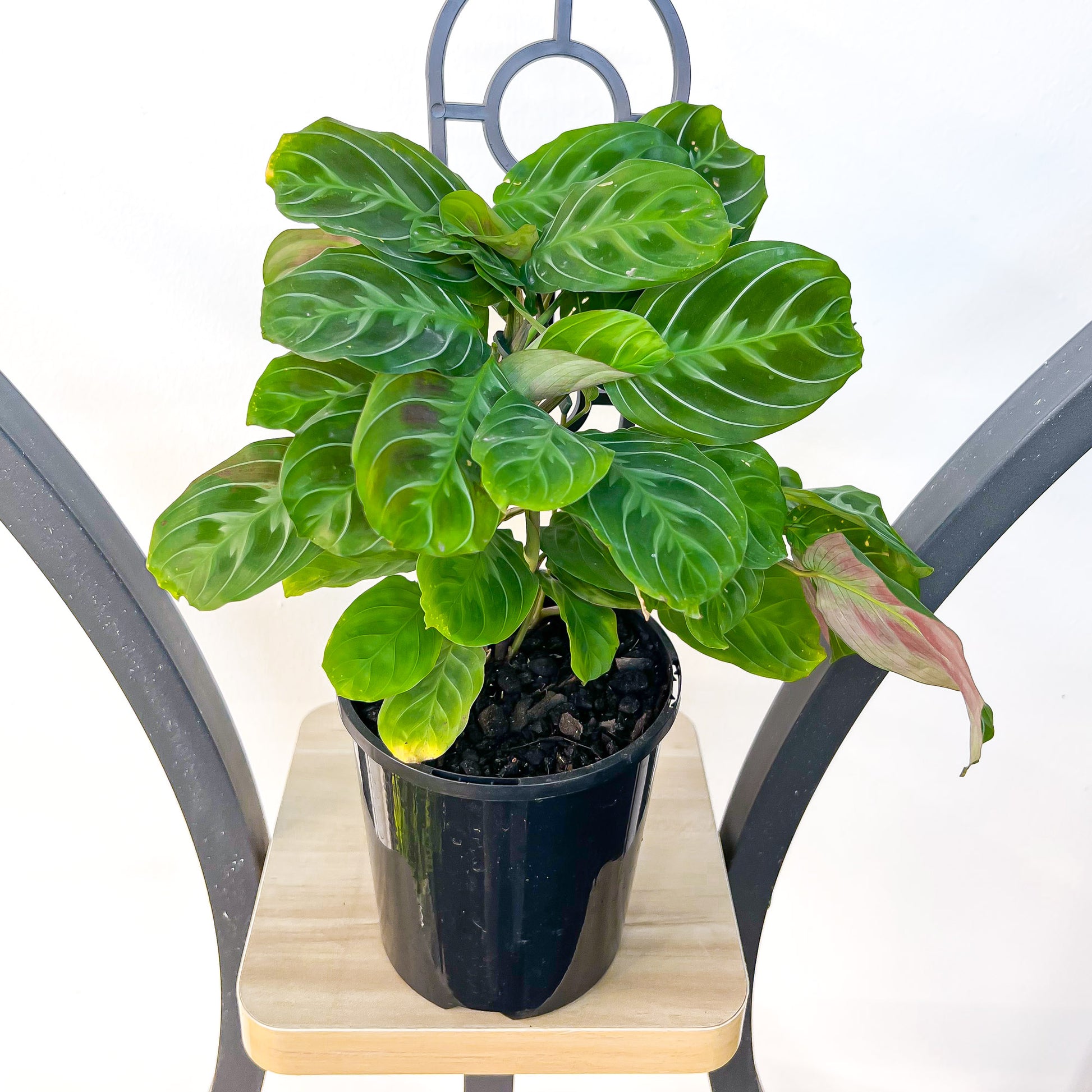 Maranta Cat Moustache | The Plant Boys