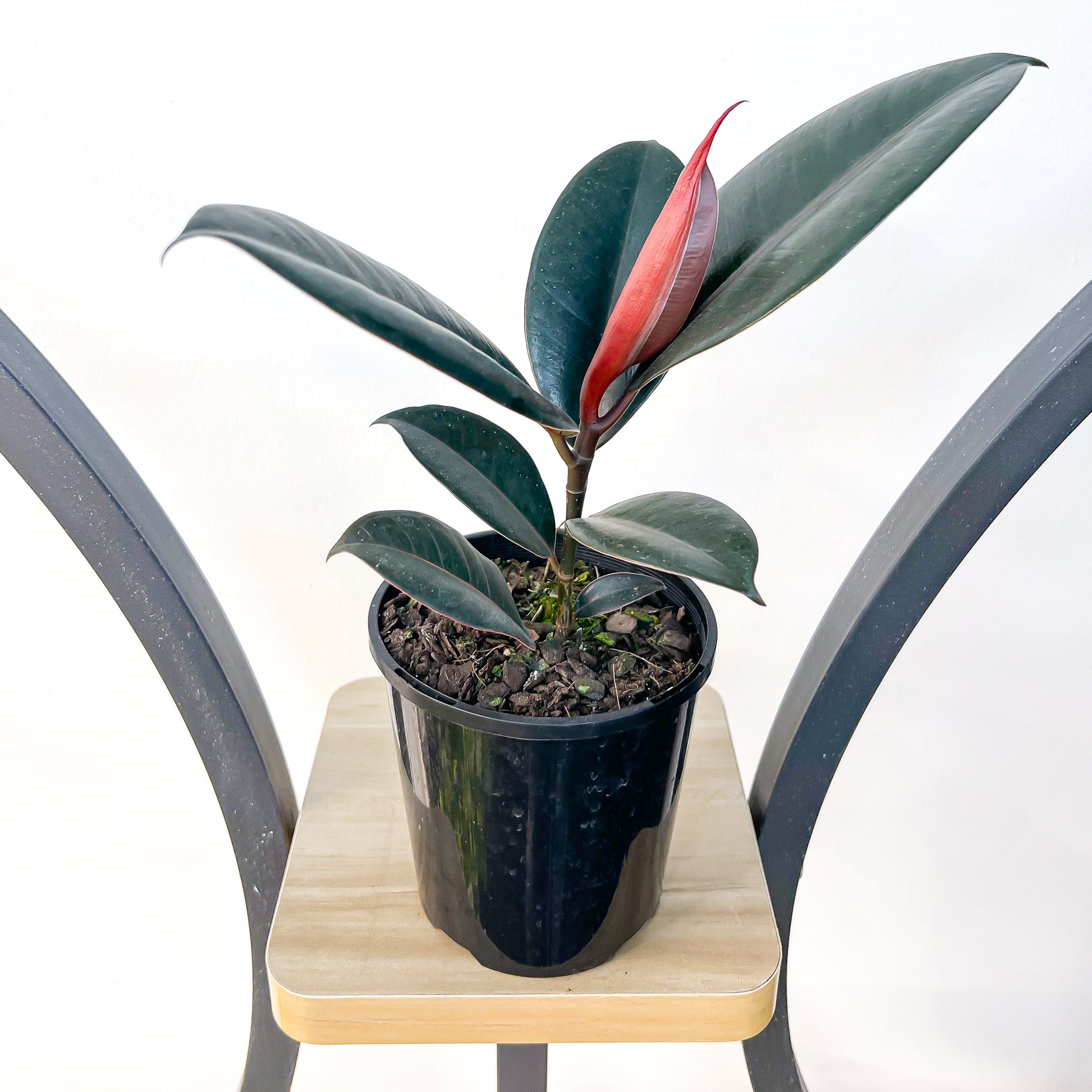 burgundy ficus elastica plant pot Ficus Elastica Burgundy – The Plant Boys