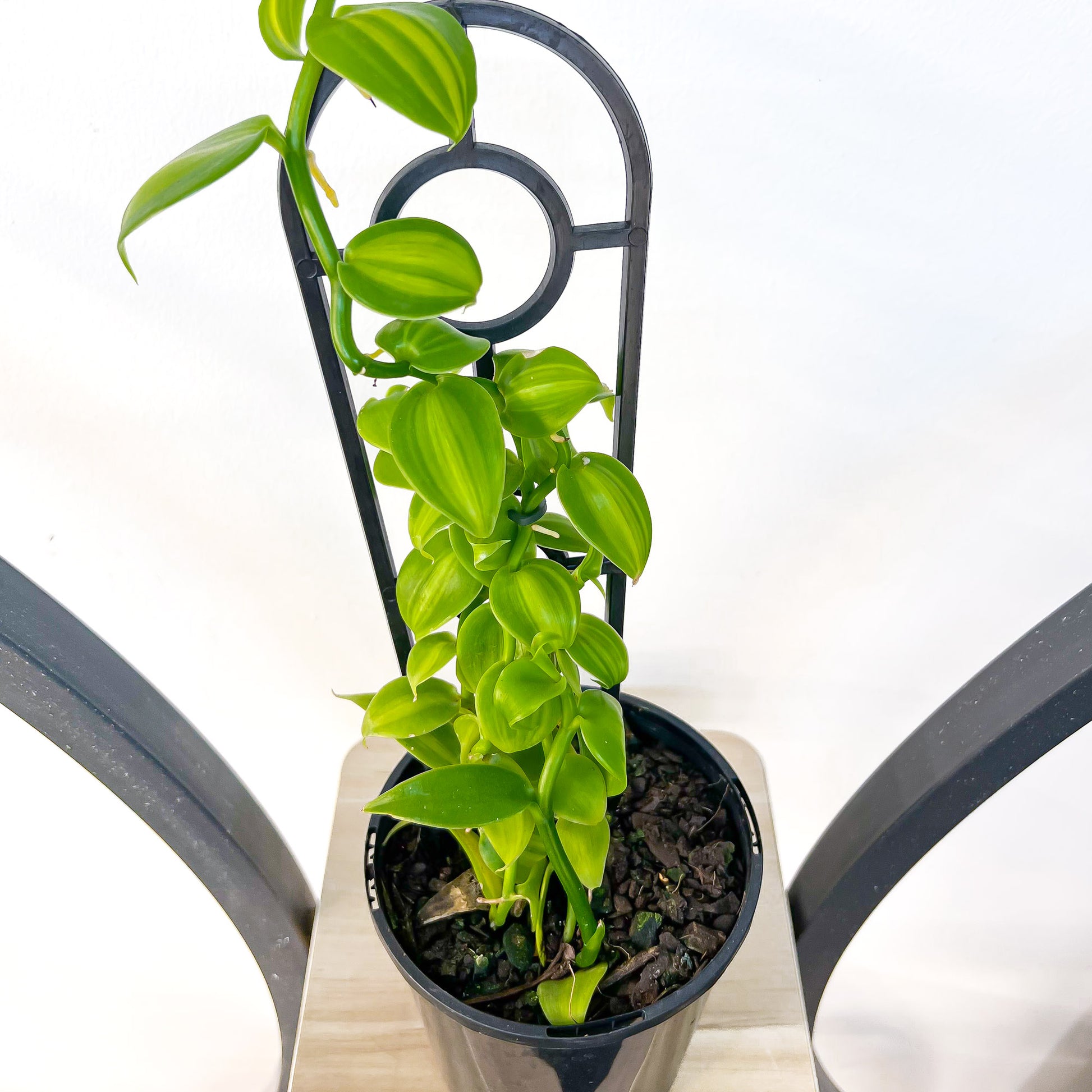 Vanilla Orchid Planifolia Variegata | The Plant Boys
