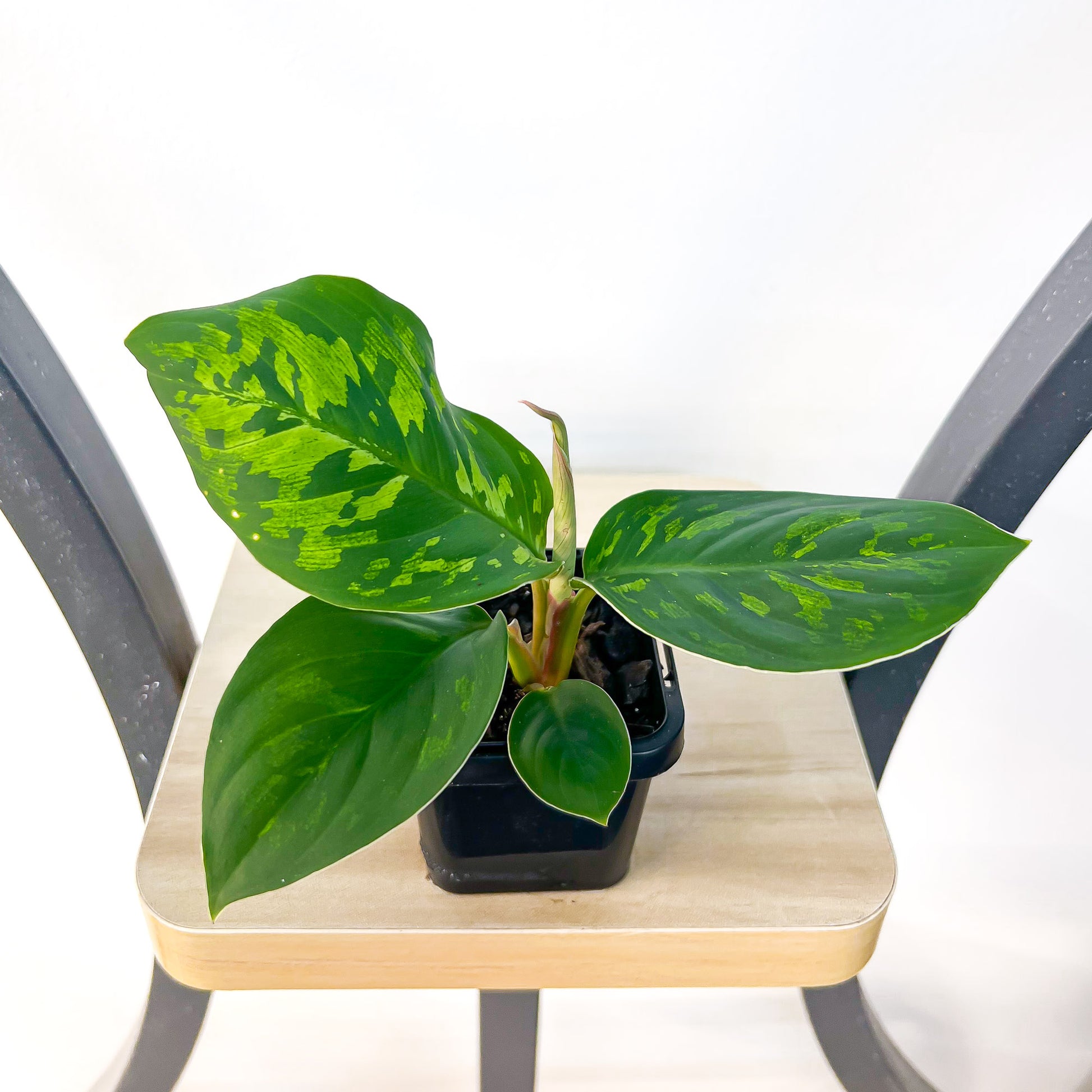 Homalomena Camouflage | The Plant Boys