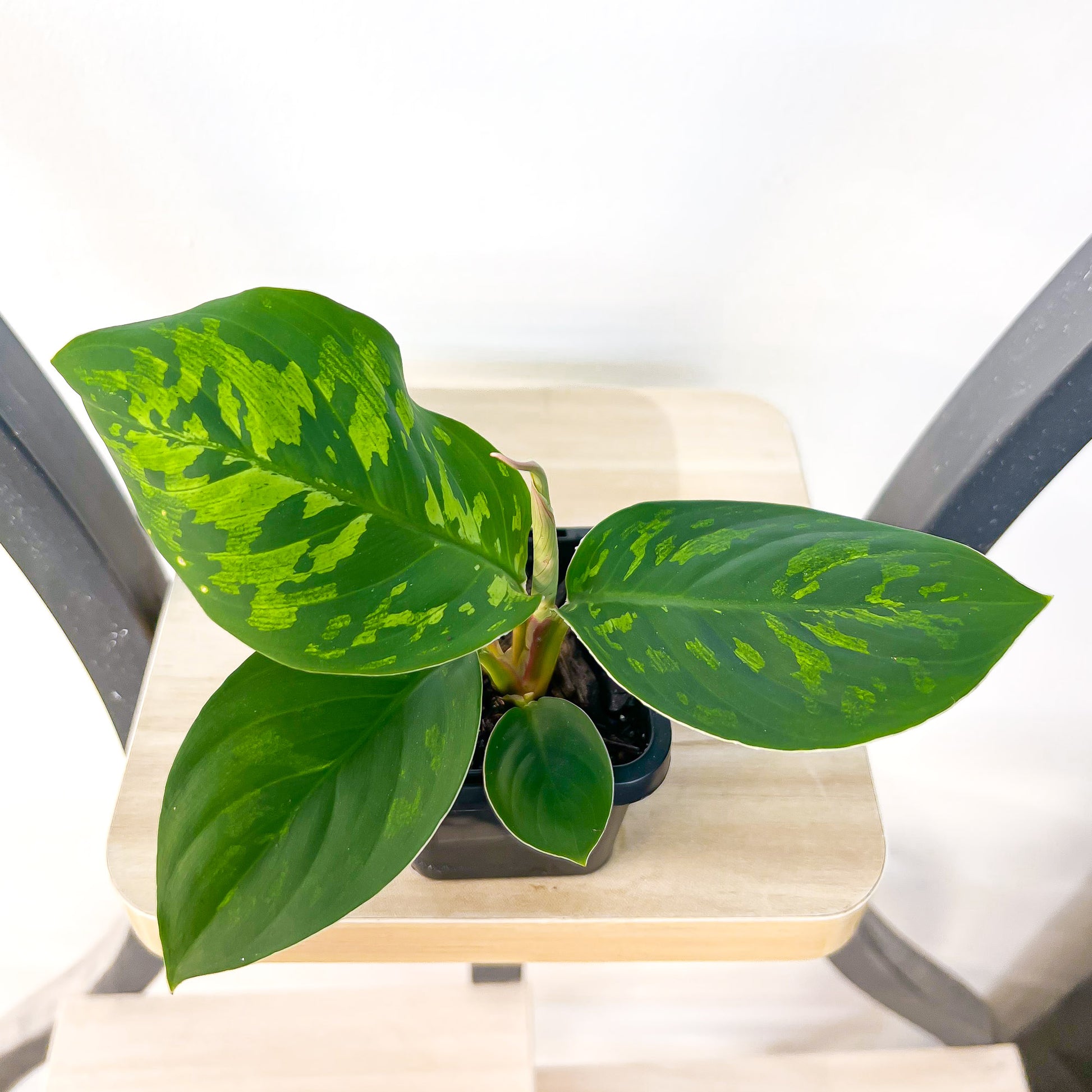 Homalomena Camouflage | The Plant Boys