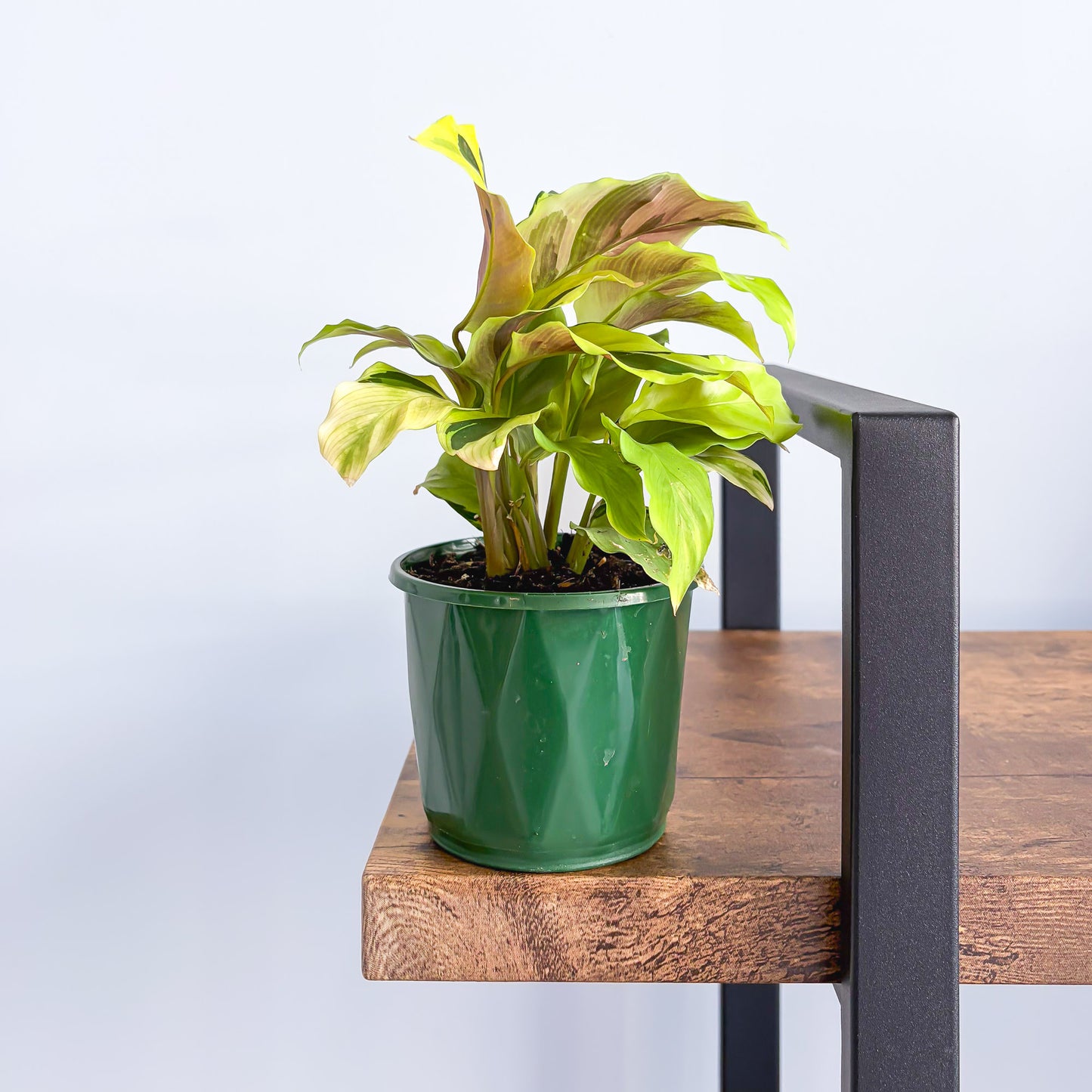 Calathea Yellow Fusion | The Plant Boys