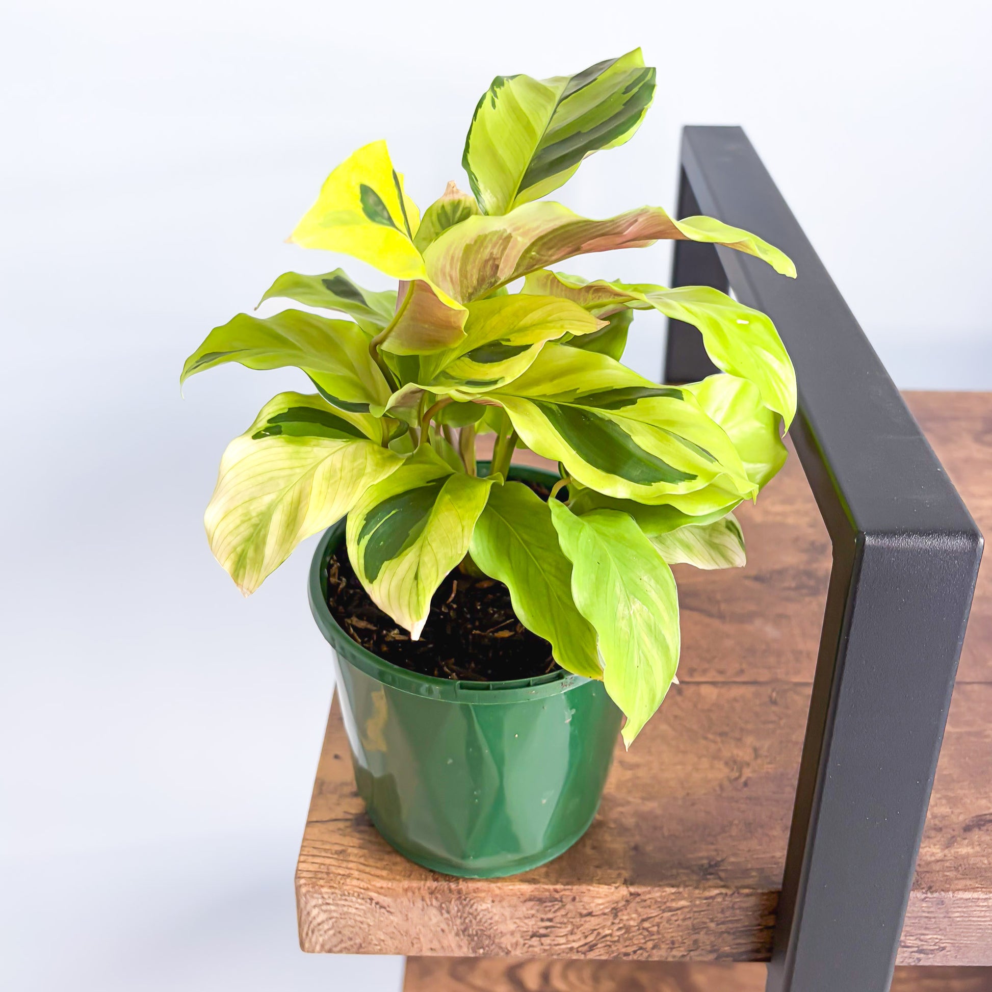 Calathea Yellow Fusion | The Plant Boys