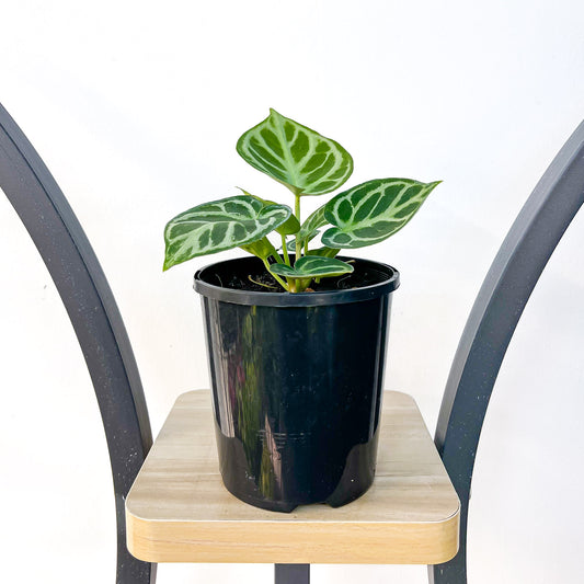 Anthurium Dorayaki | The Plant Boys