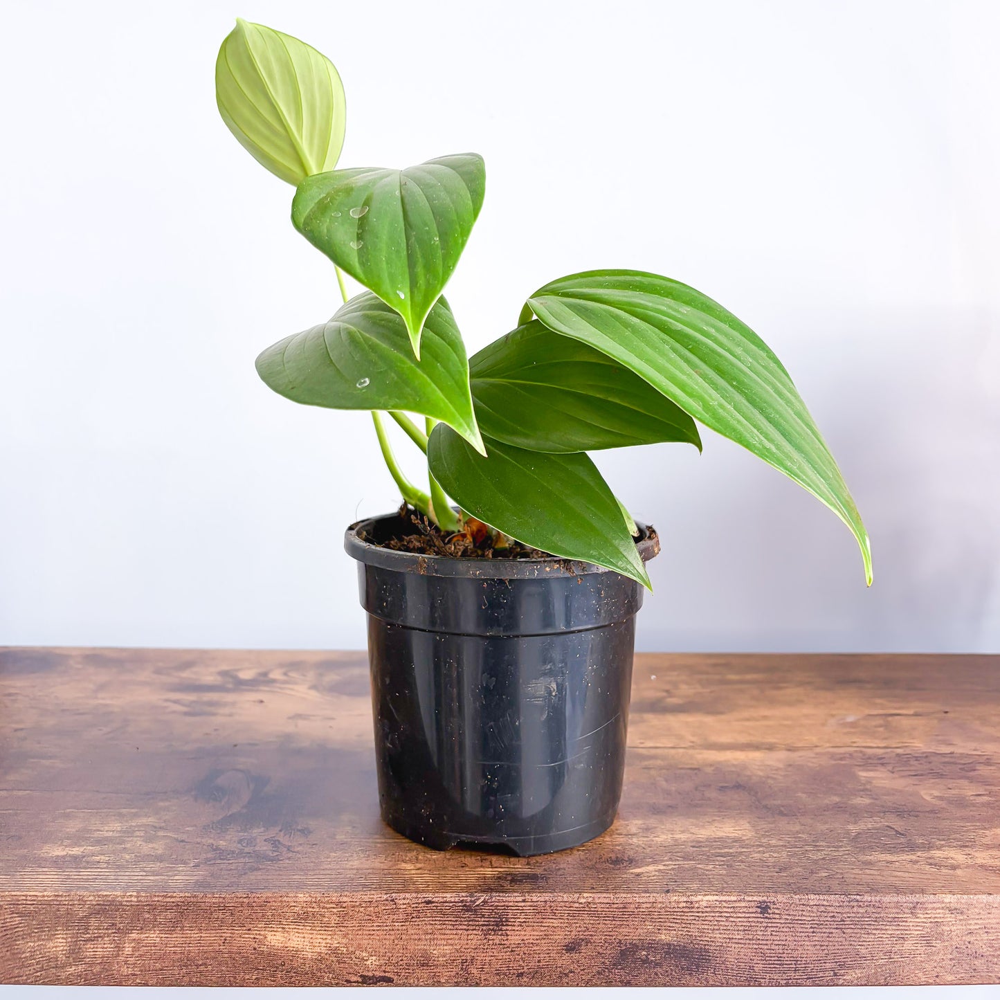 Rhaphidophora Decursiva Dragon Tail | The Plant Boys