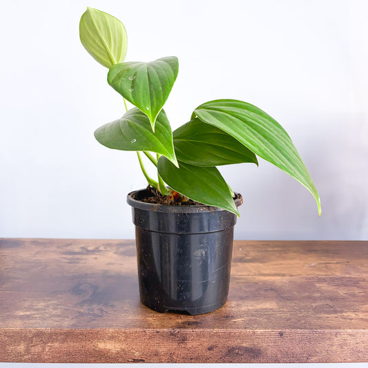 Rhaphidophora Decursiva Dragon Tail | The Plant Boys