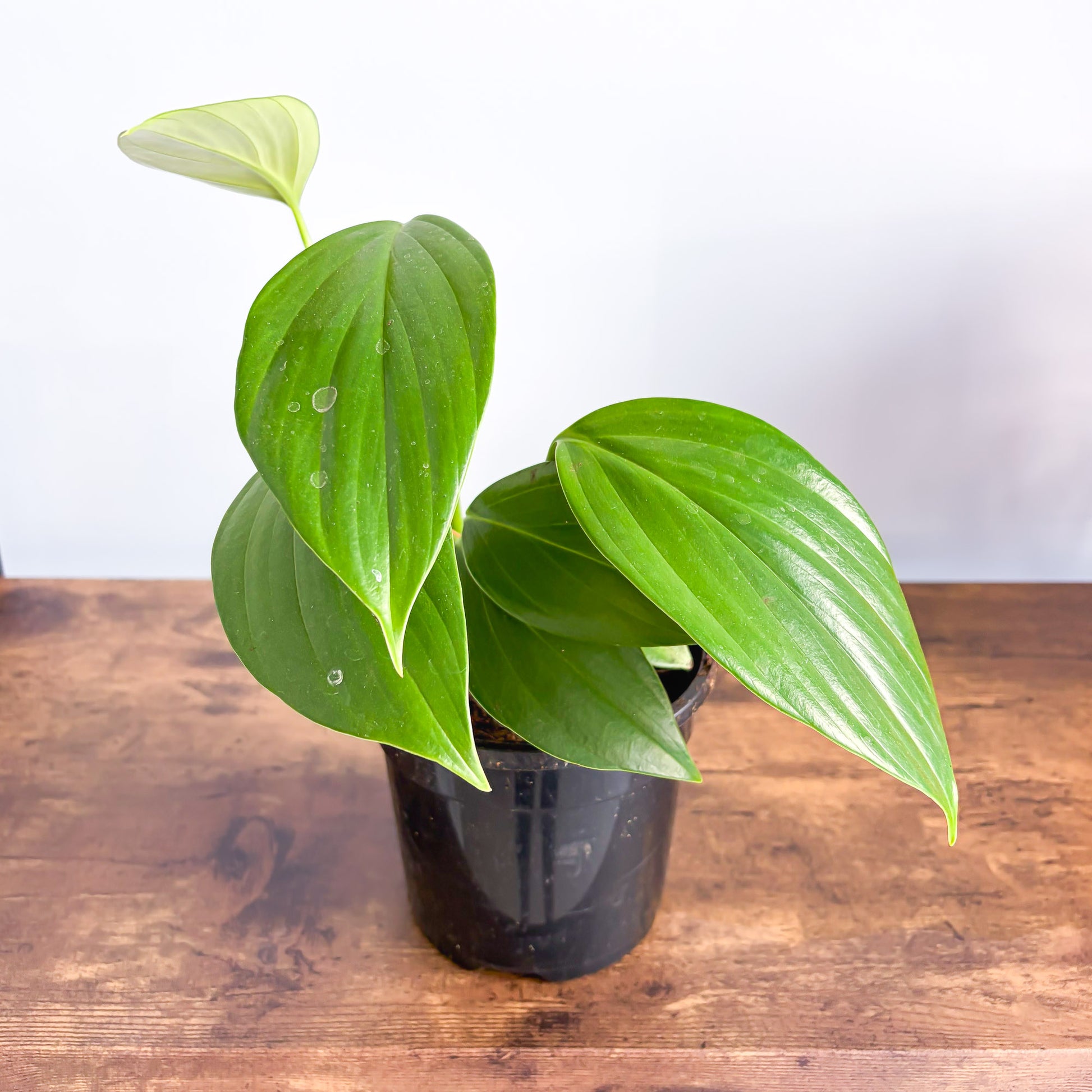 philodendron dragon tail vs rhaphidophora decursiva Rhaphidophora Decursiva Dragon Tail – The Plant Boys