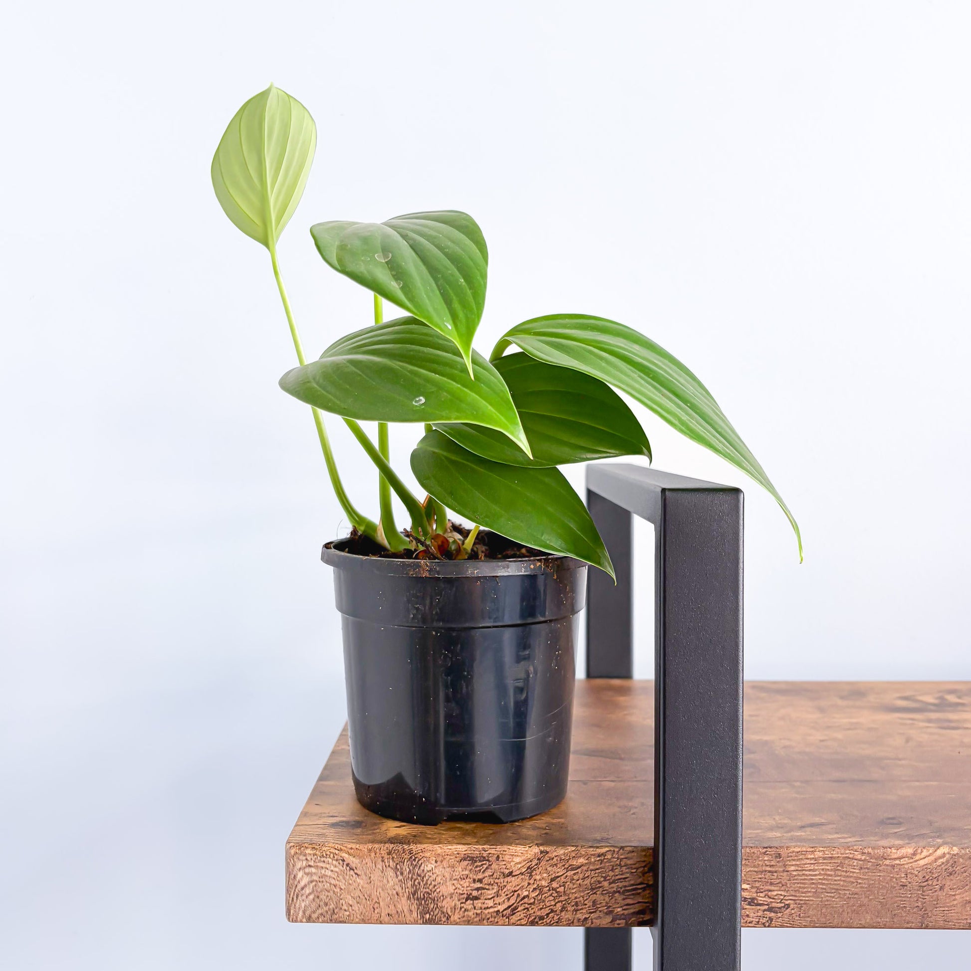 philodendron dragon tail vs rhaphidophora decursiva Rhaphidophora Decursiva Dragon Tail – The Plant Boys
