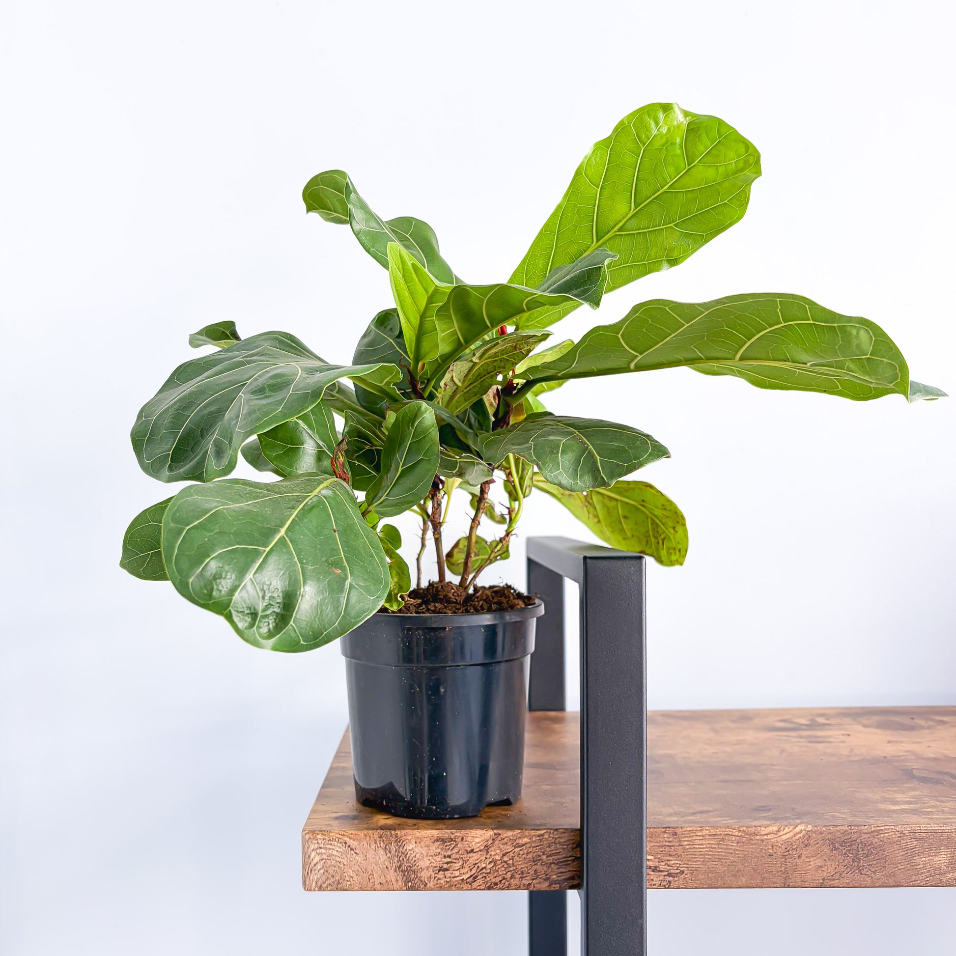 dwarf fiddle leaf fig Ficus Lyrata Bambino Dwarf Fiddle Leaf Fig – The Plant Boys