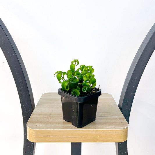 Aeschynanthus Radicans Lipstick Plant | The Plant Boys