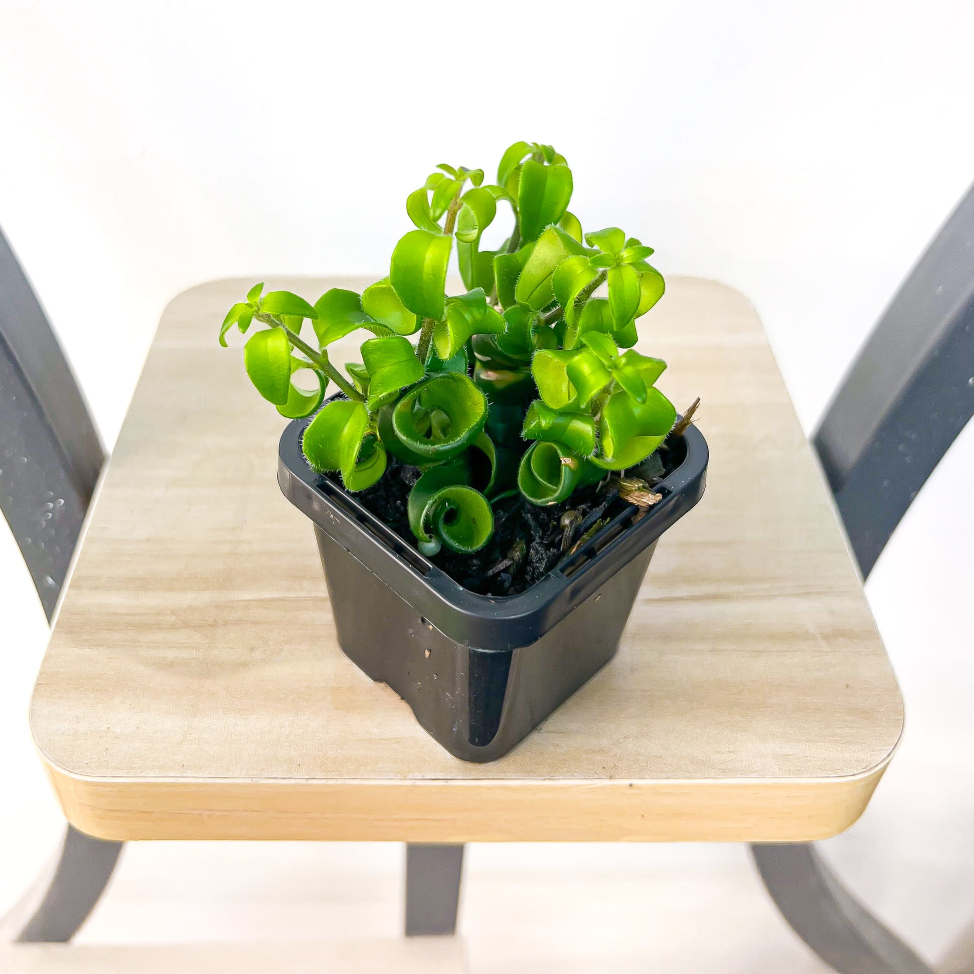Aeschynanthus Radicans Lipstick Plant | The Plant Boys