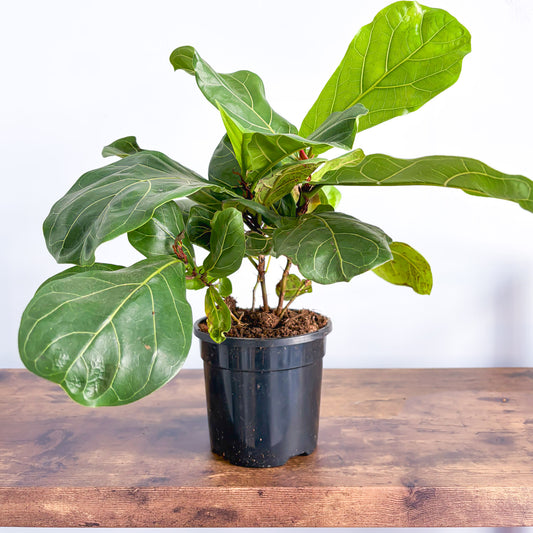 Ficus Lyrata Bambino Dwarf Fiddle Leaf Fig | The Plant Boys