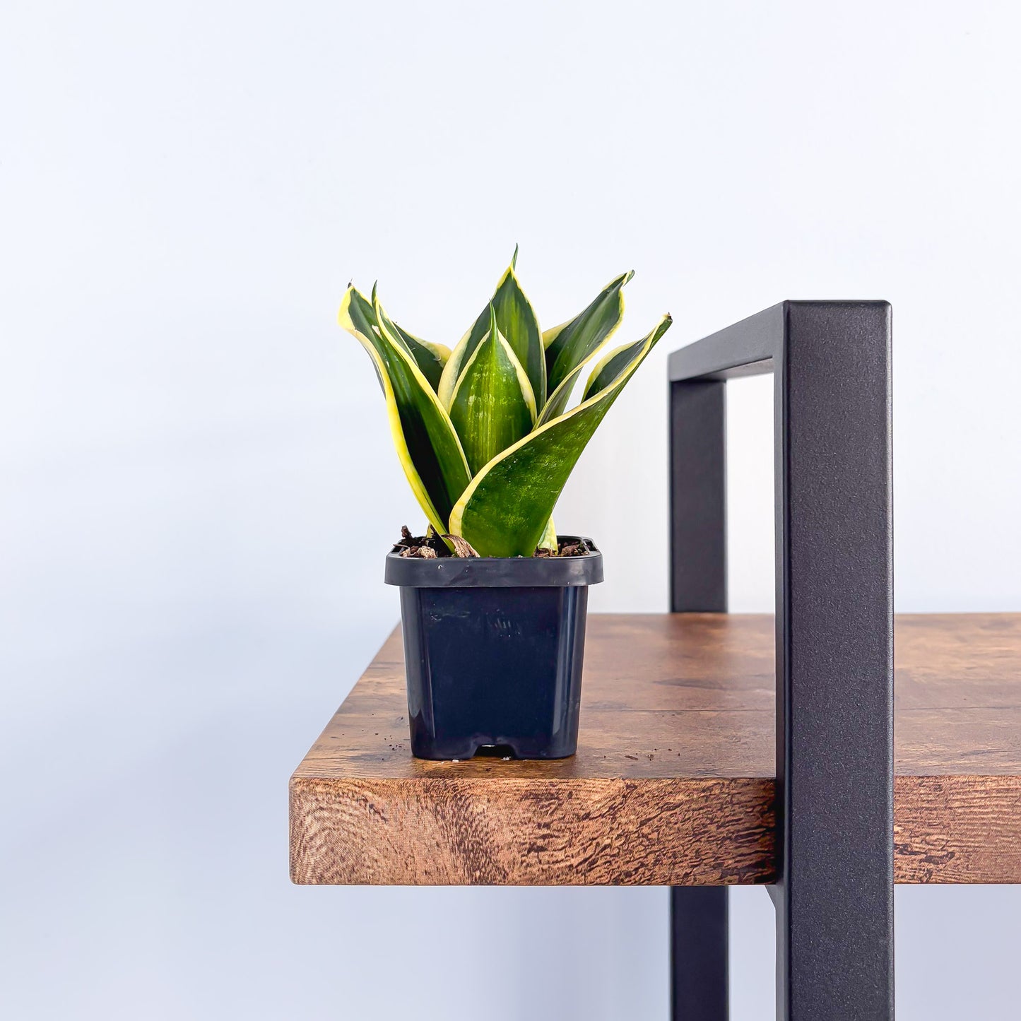Sansevieria Gold Line | The Plant Boys