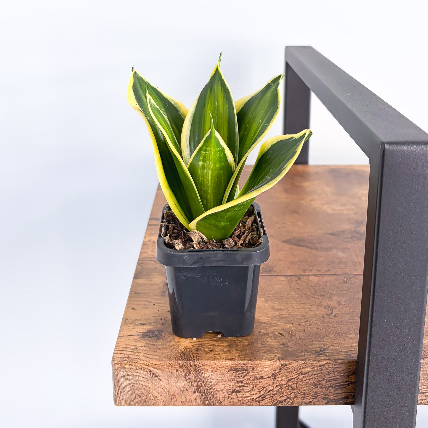 Sansevieria Gold Line | The Plant Boys