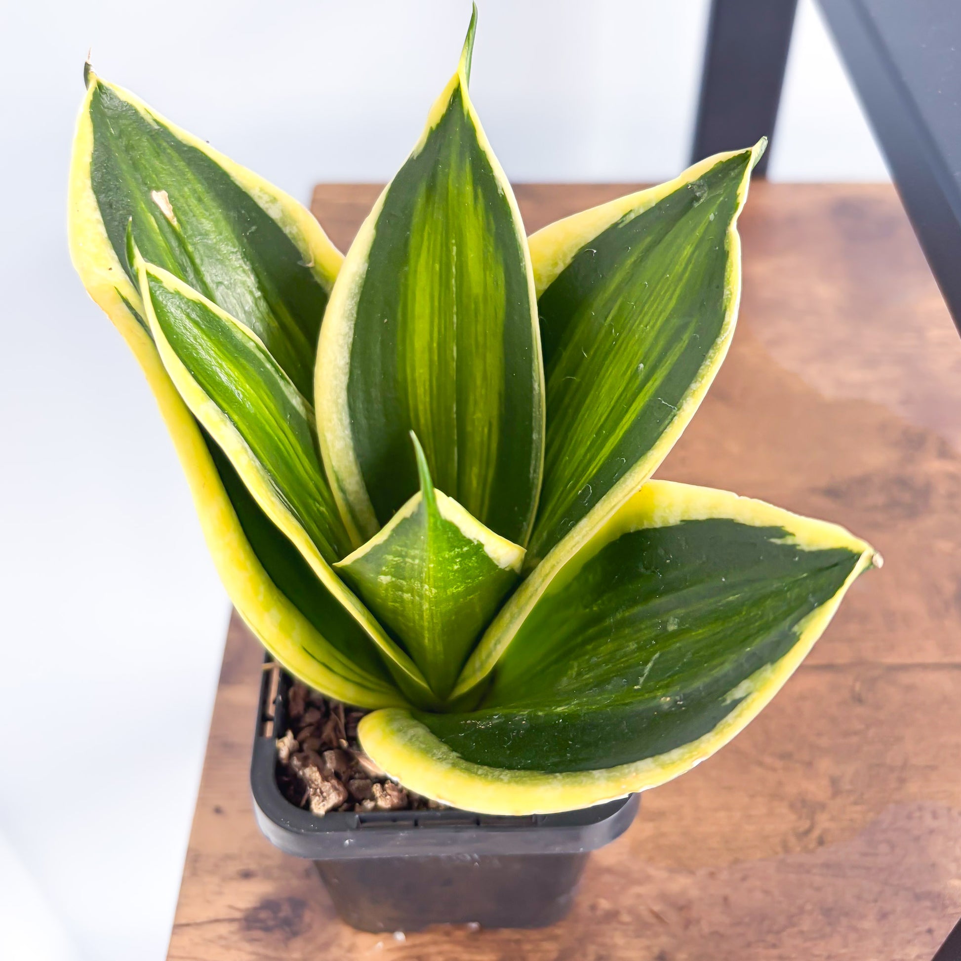 Sansevieria Gold Line Hahnii – The Plant Boys