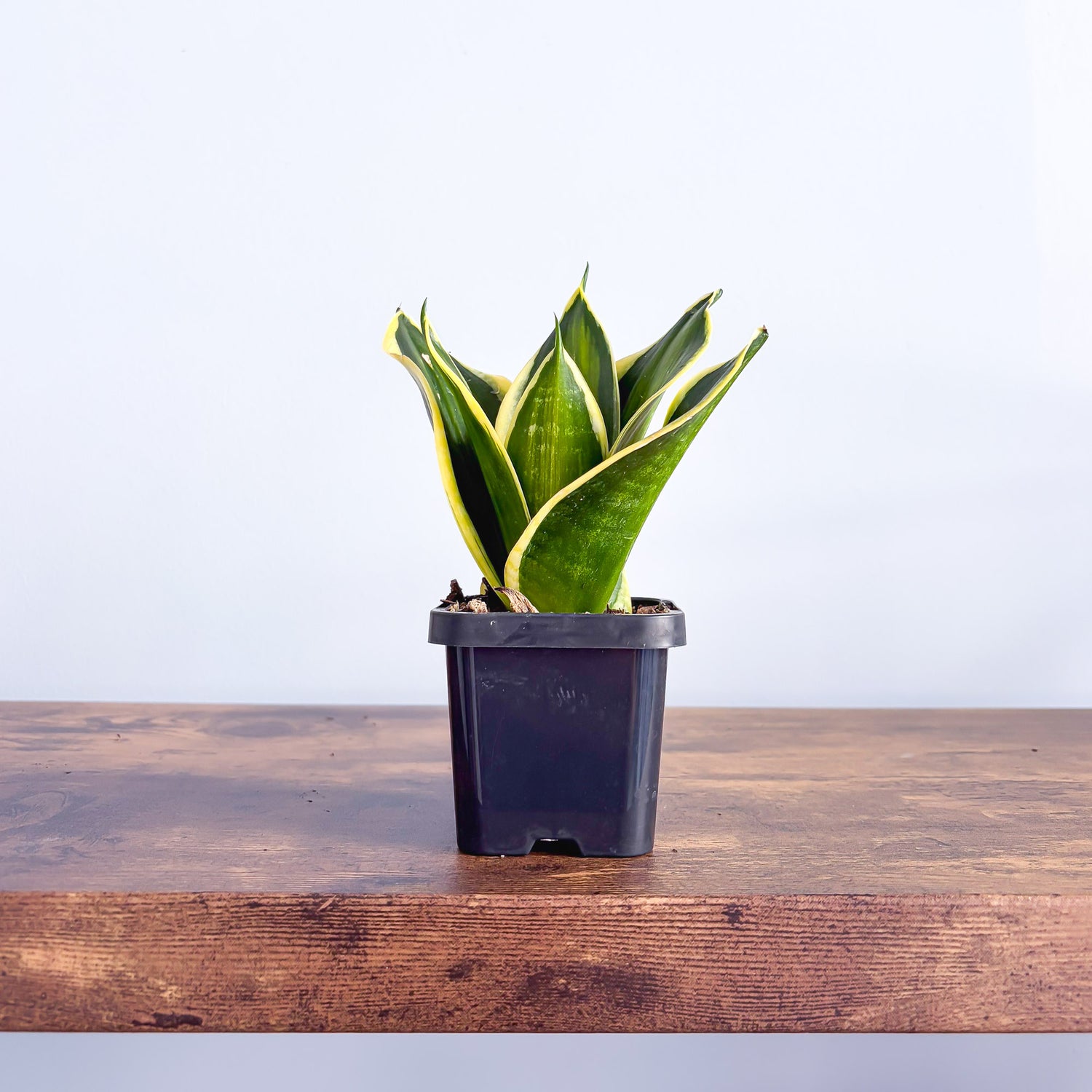 sansevieria hahlii Sansevieria Gold Line Hahnii – The Plant Boys
