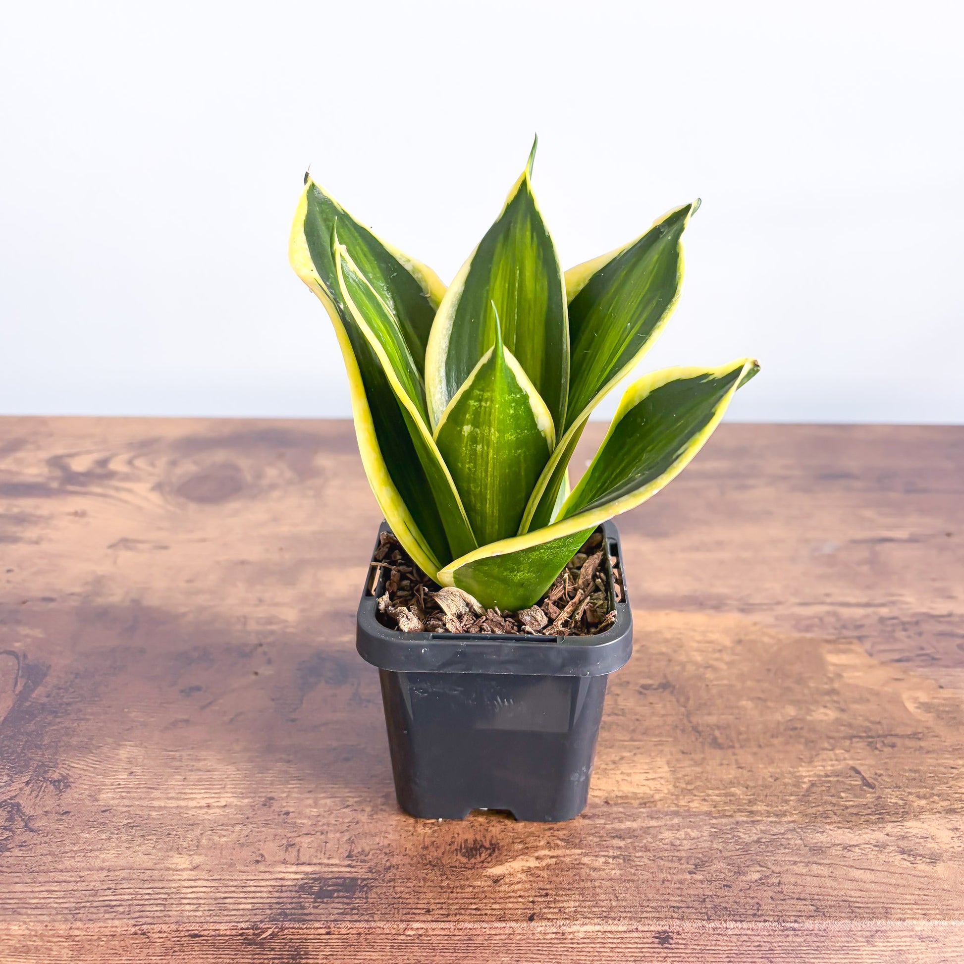 Sansevieria Gold Line Hahnii – The Plant Boys