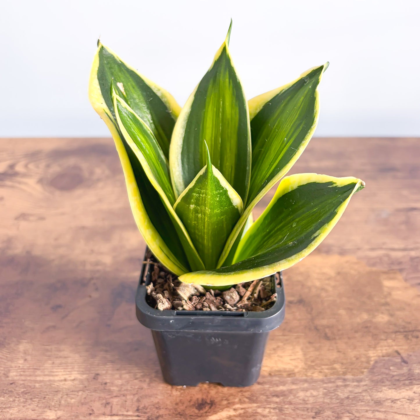 Sansevieria Gold Line | The Plant Boys