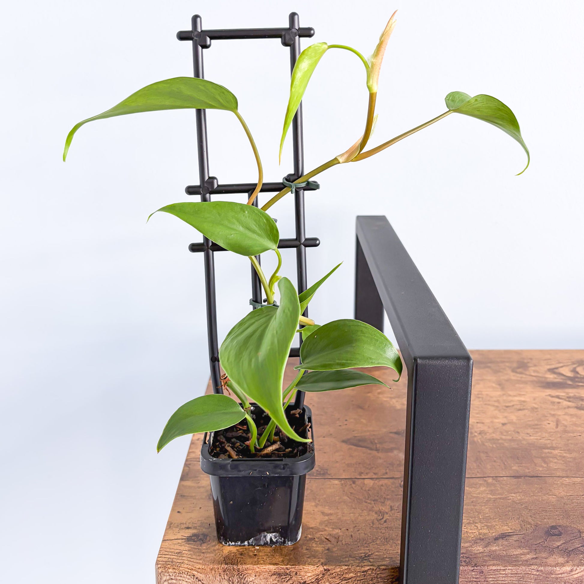 cây heart leaf philodendron Philodendron Heart Leaf – The Plant Boys