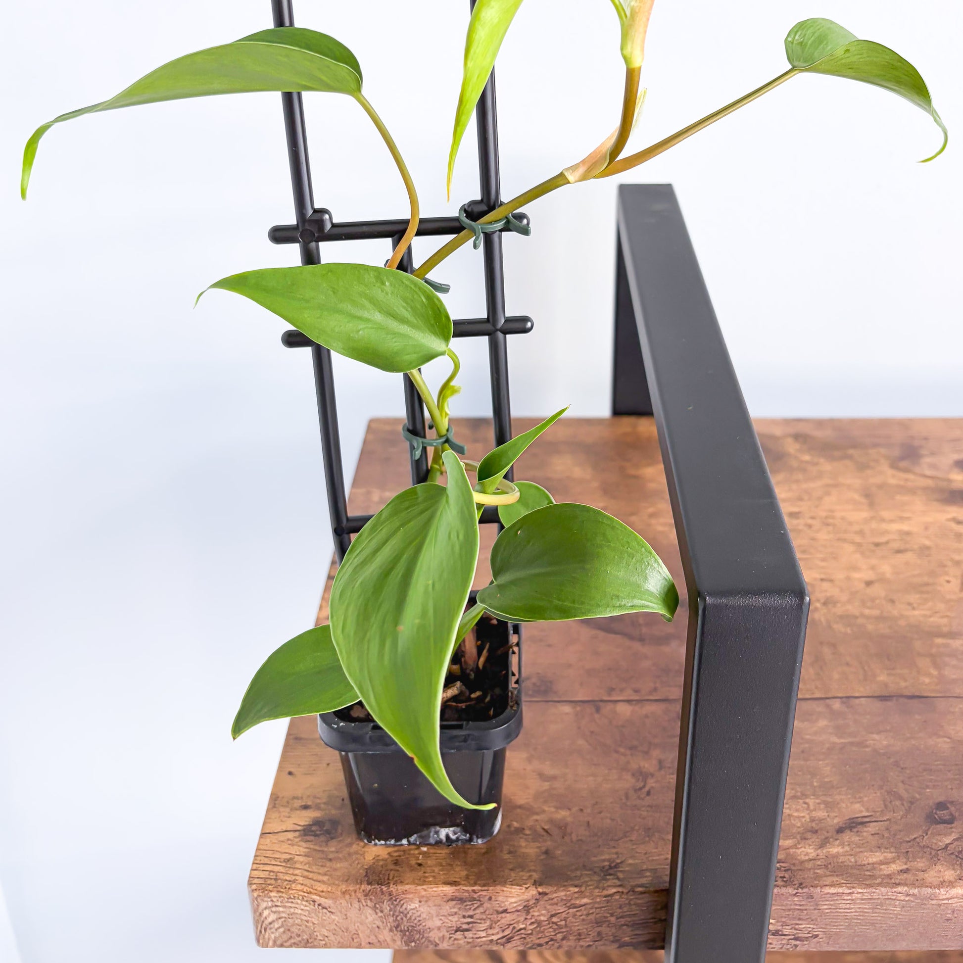 new growth on heart leaf philodendron Philodendron Heart Leaf – The Plant Boys
