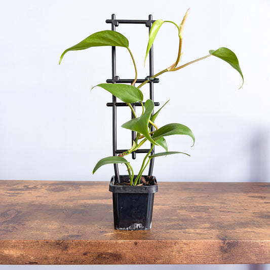 Philodendron Heart Leaf | The Plant Boys