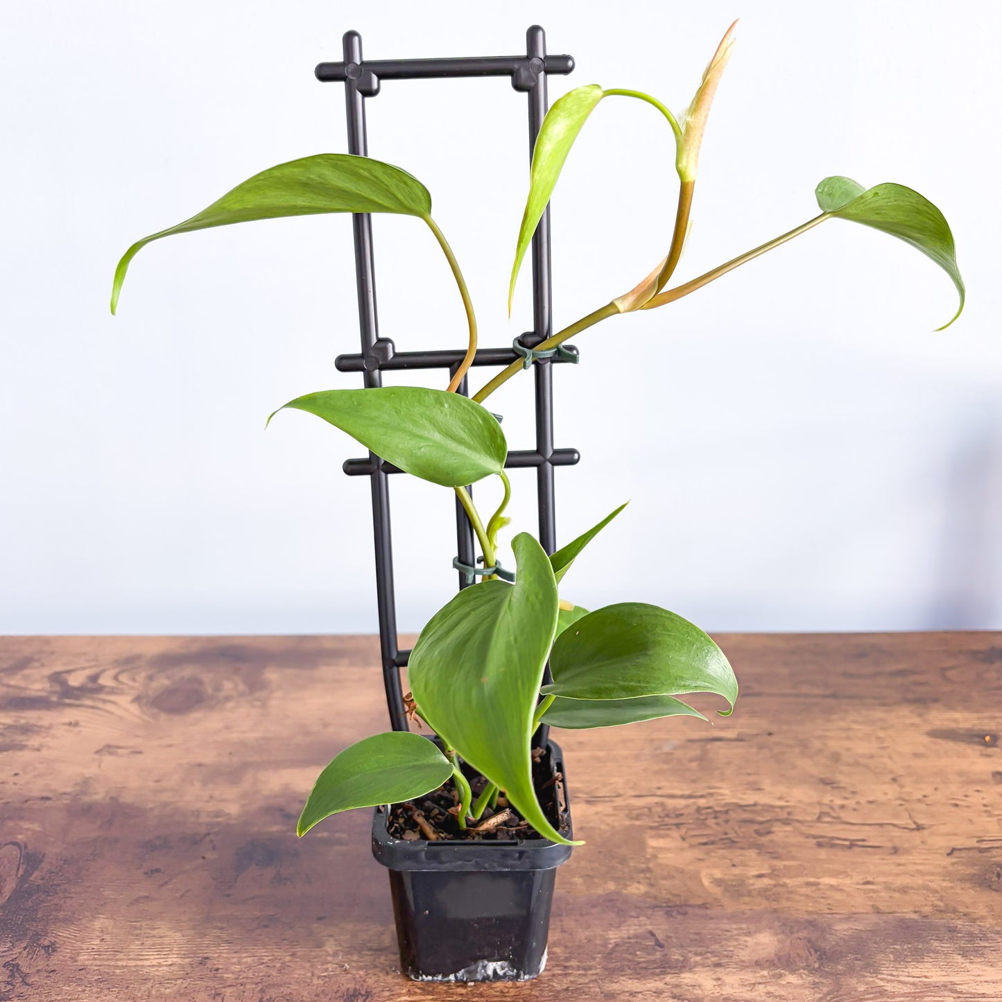 philodendron heart leaf care Philodendron Heart Leaf – The Plant Boys