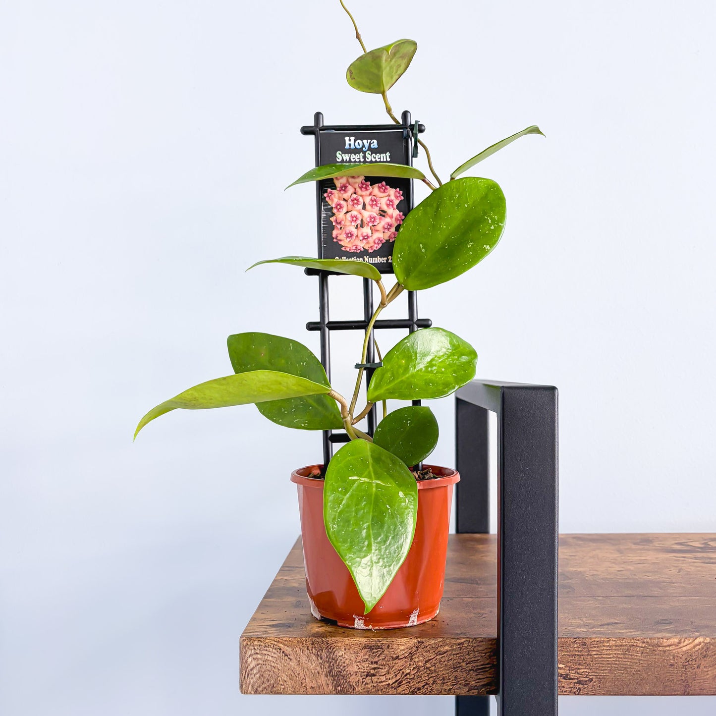 Hoya Sweet Scent | The Plant Boys