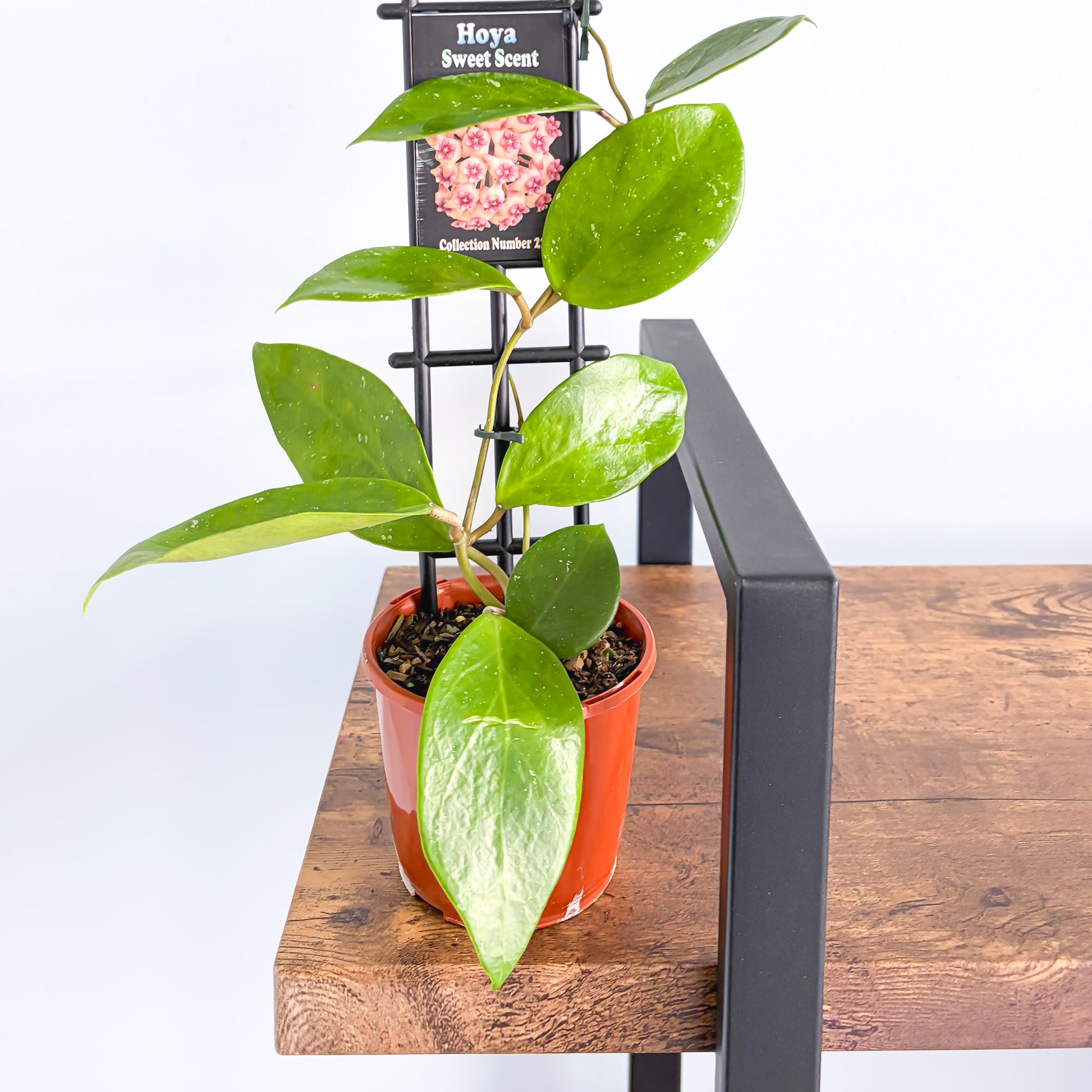 Hoya Sweet Scent | The Plant Boys