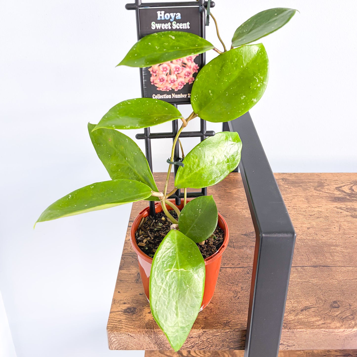 Hoya Sweet Scent | The Plant Boys