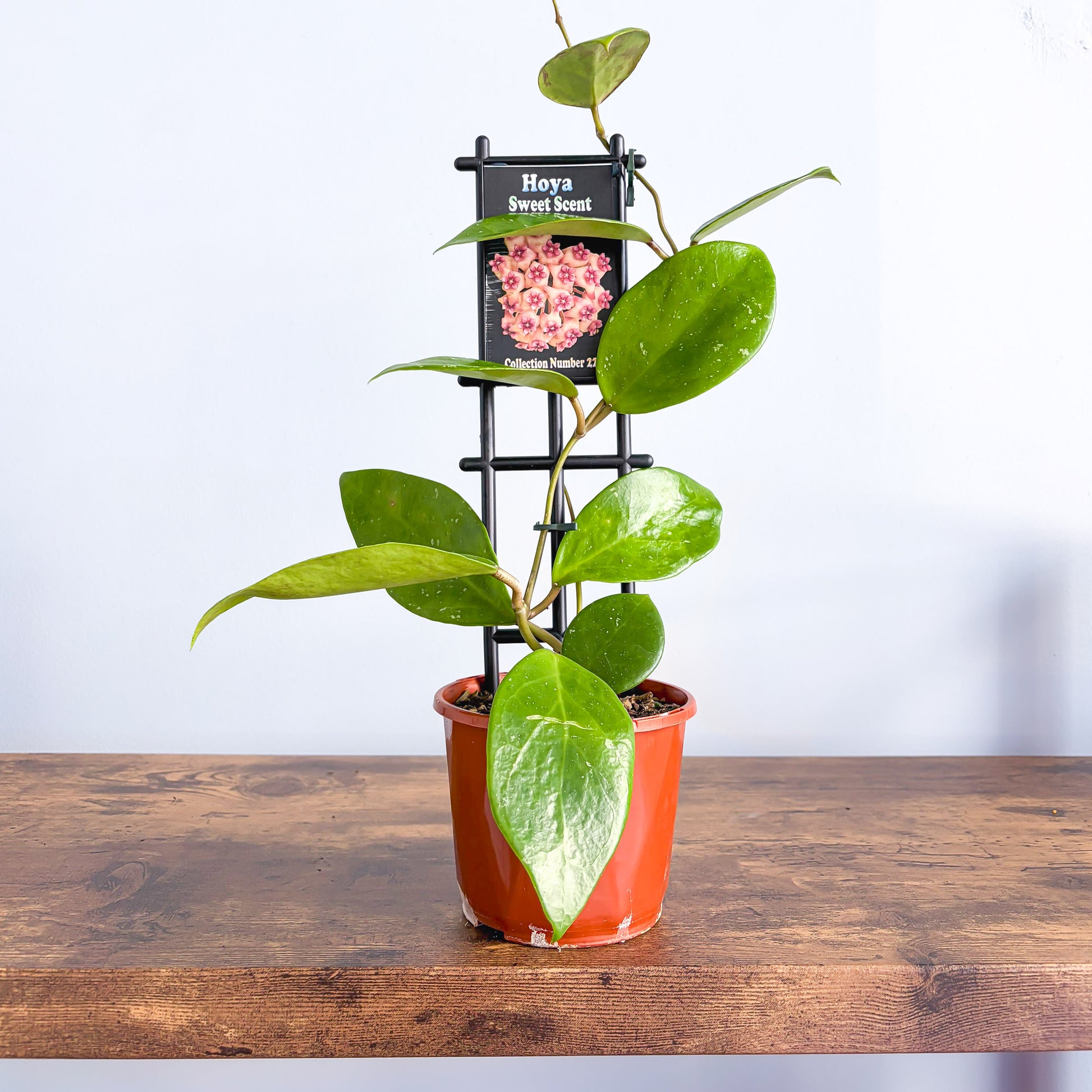 Hoya Sweet Scent | The Plant Boys