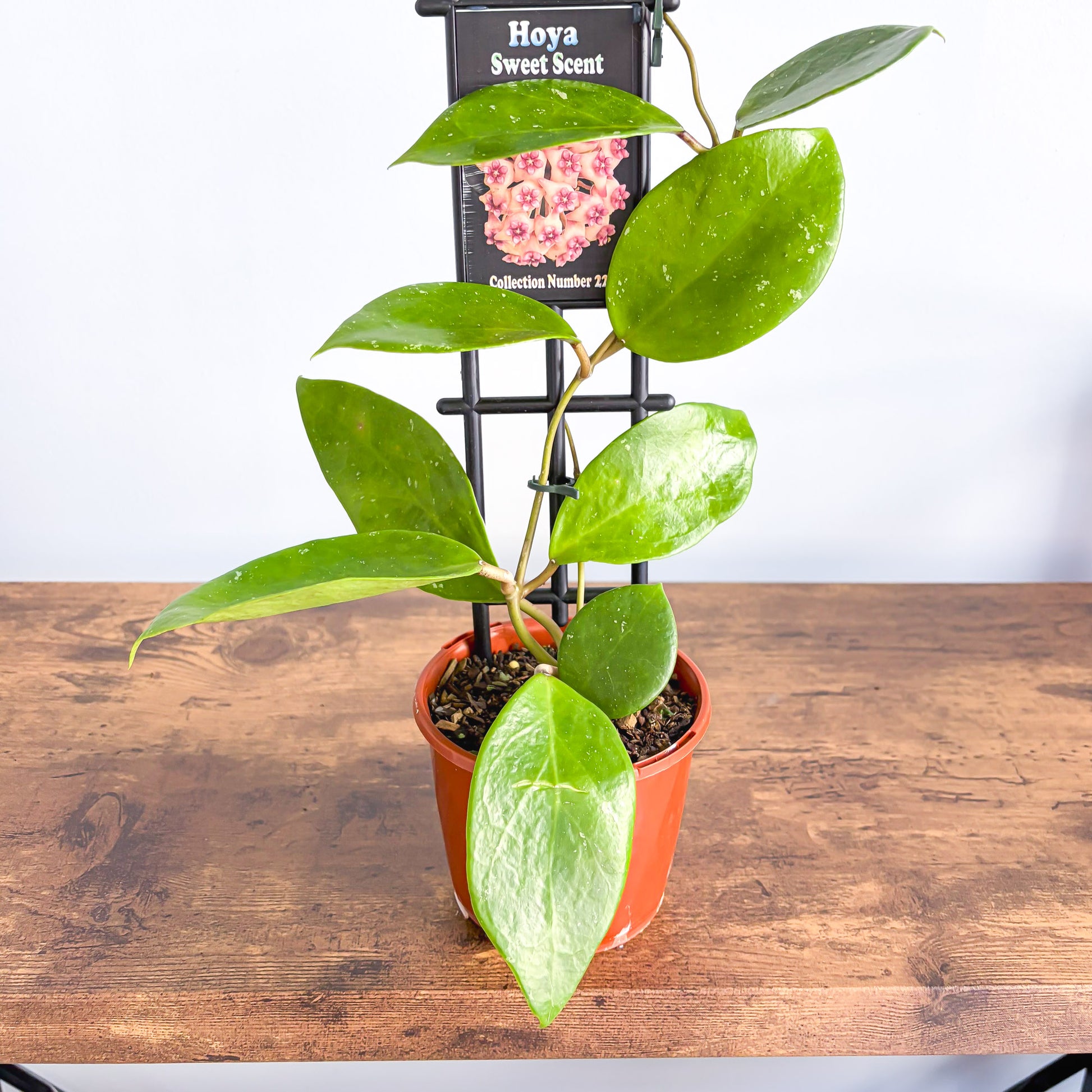 Hoya Sweet Scent | The Plant Boys