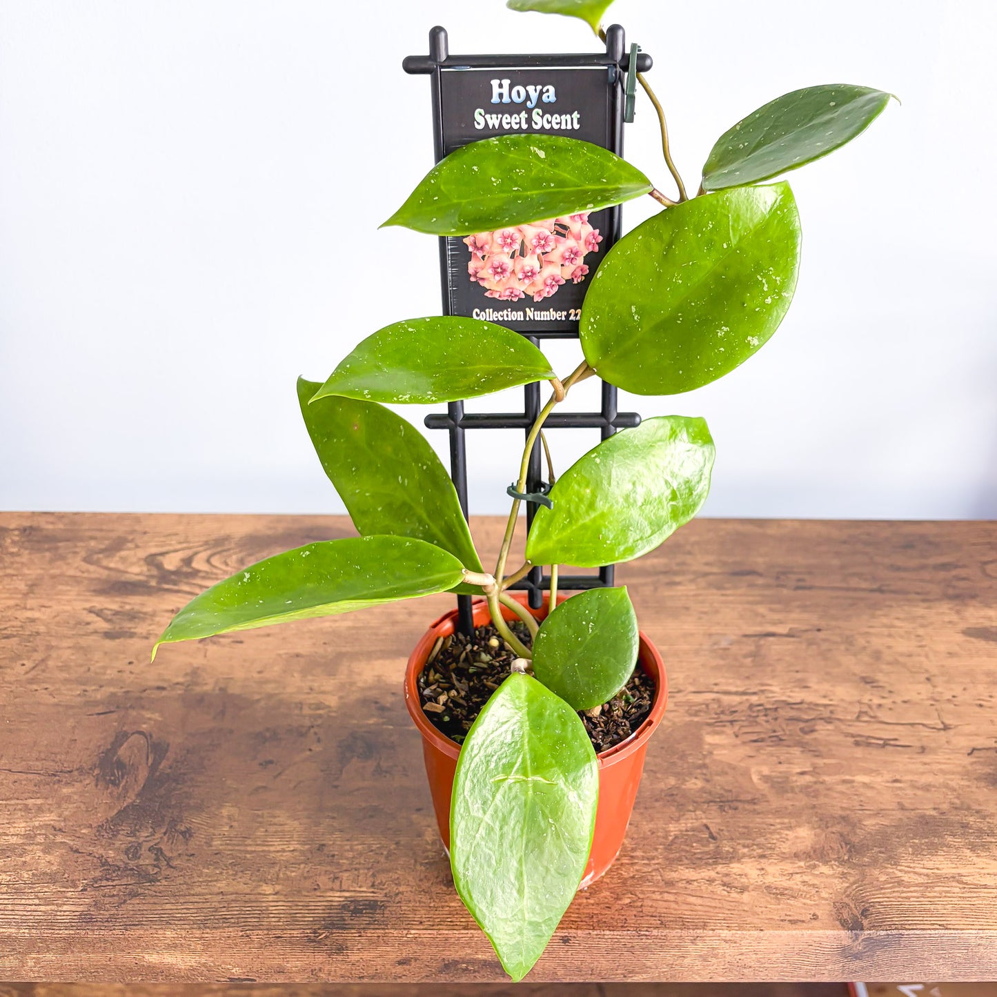 Hoya Sweet Scent | The Plant Boys