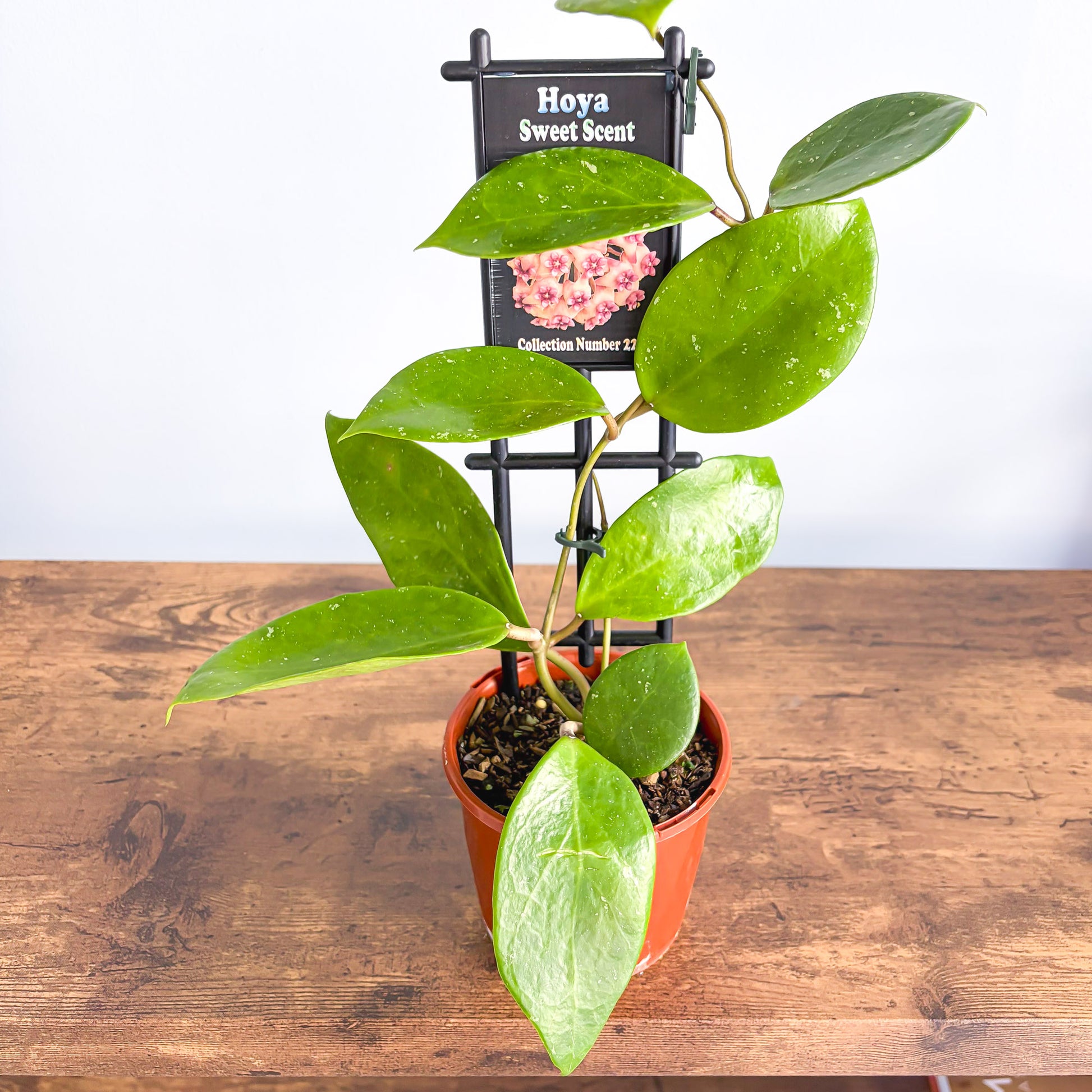 Hoya Sweet Scent | The Plant Boys