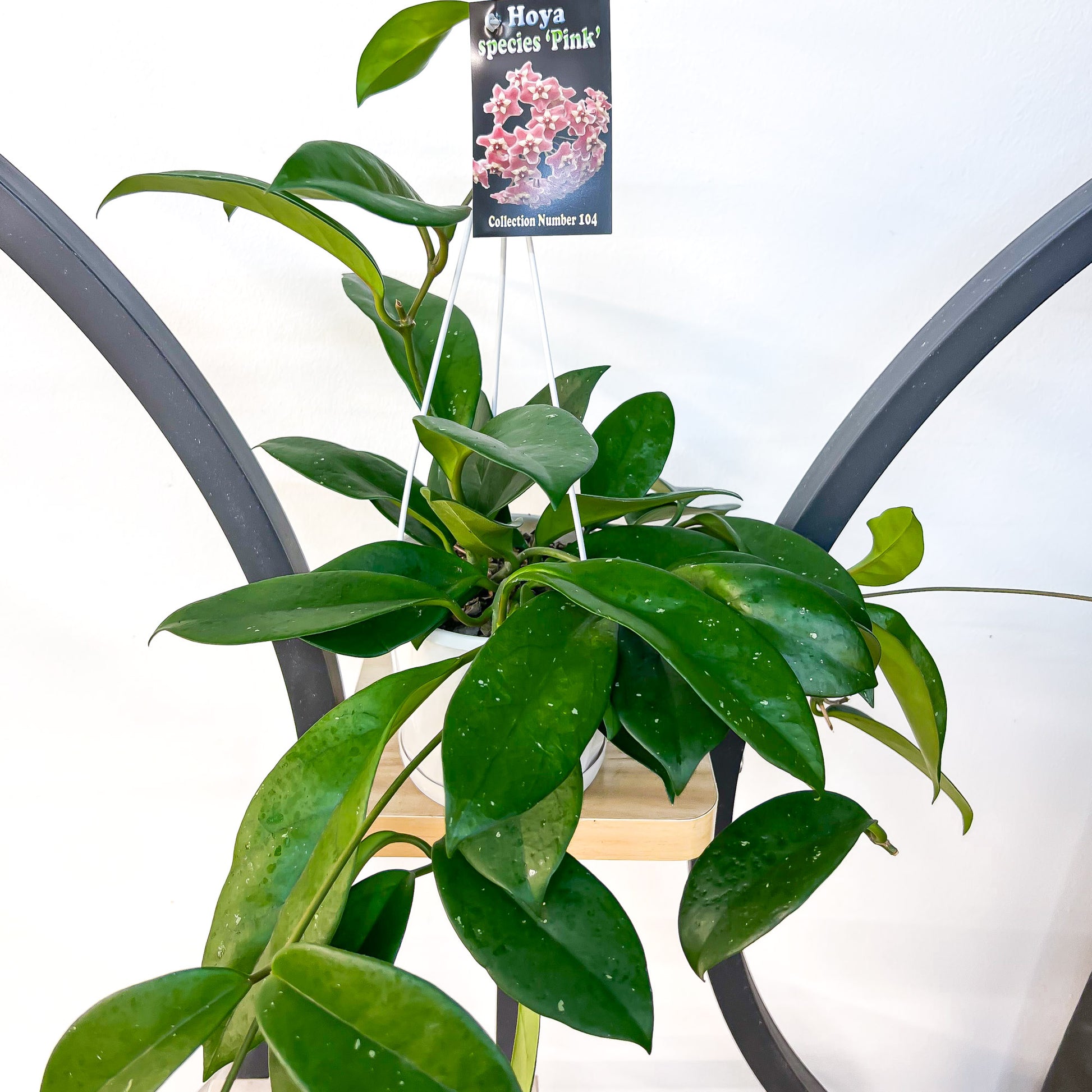 Hoya Species Pink | The Plant Boys