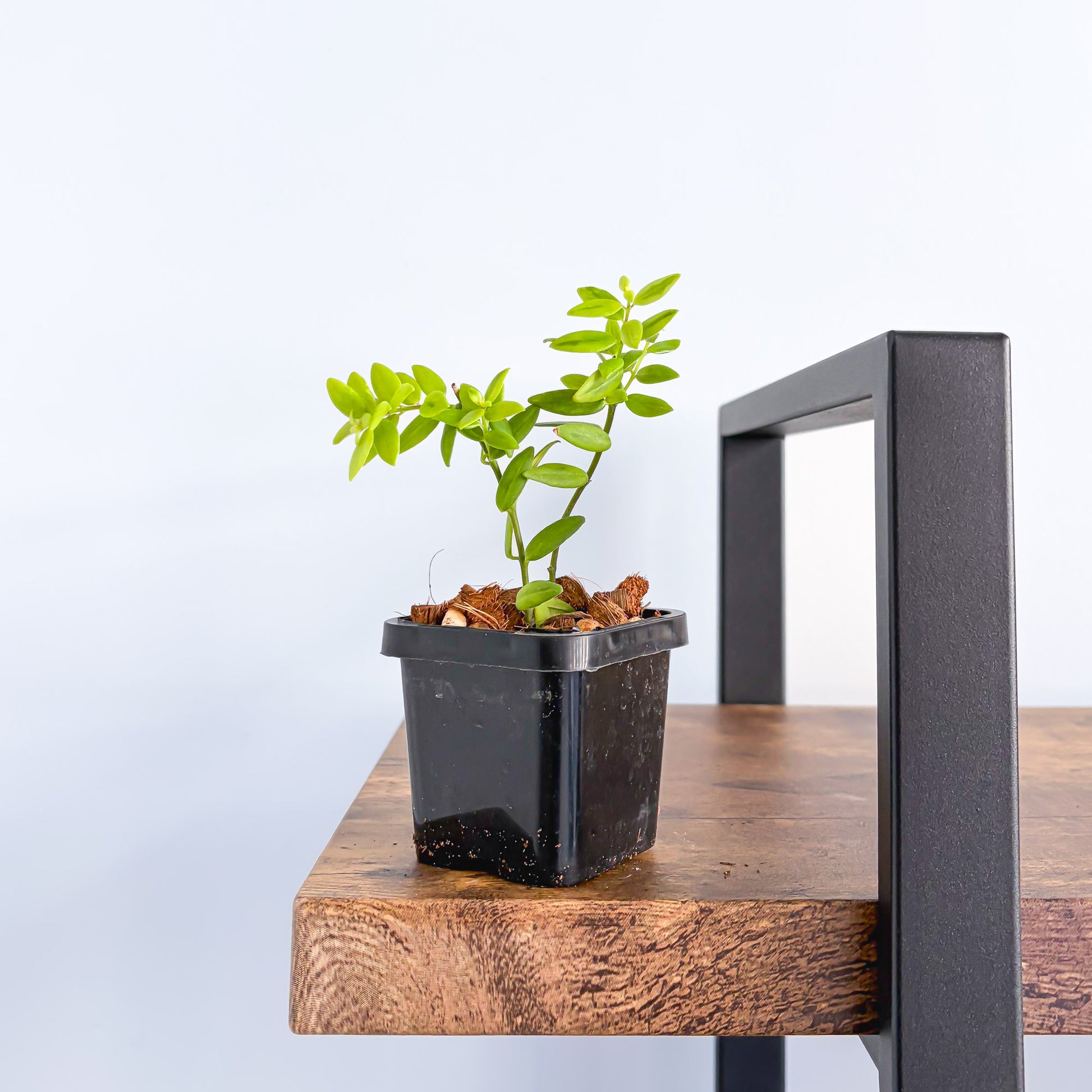 Aeschynanthus Variegated Lipstick Plant | The Plant Boys