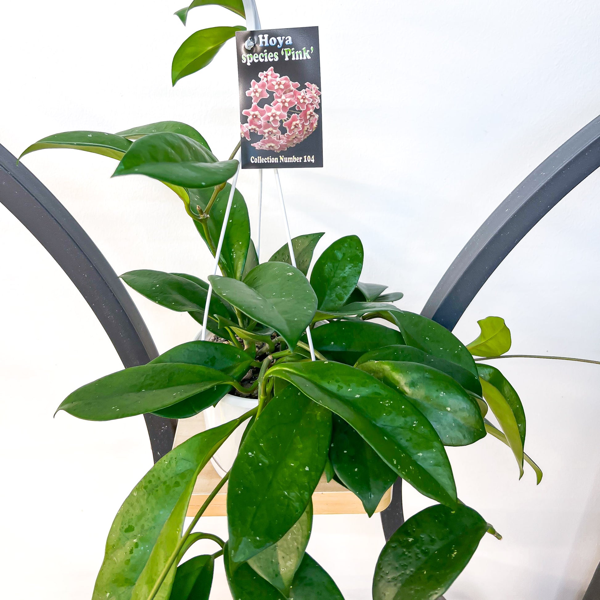 Hoya Species Pink | The Plant Boys