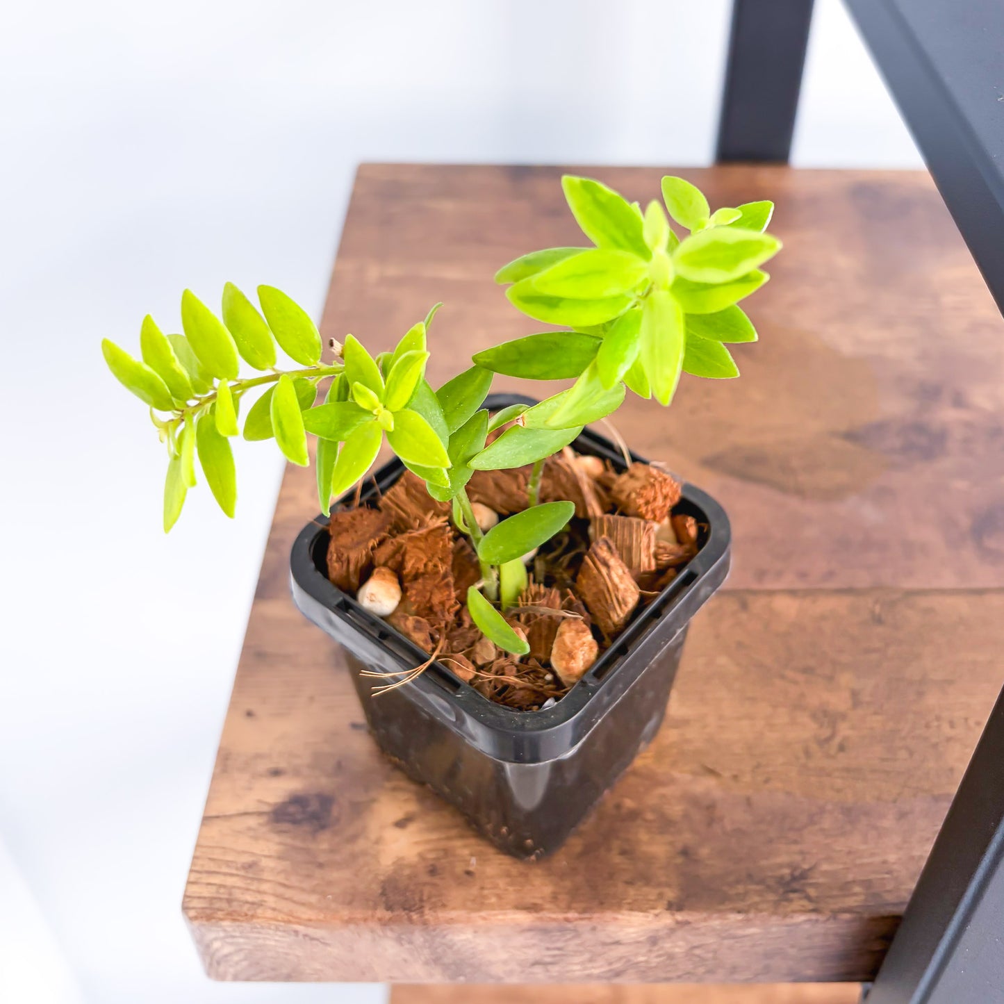 Aeschynanthus Variegated Lipstick Plant | The Plant Boys