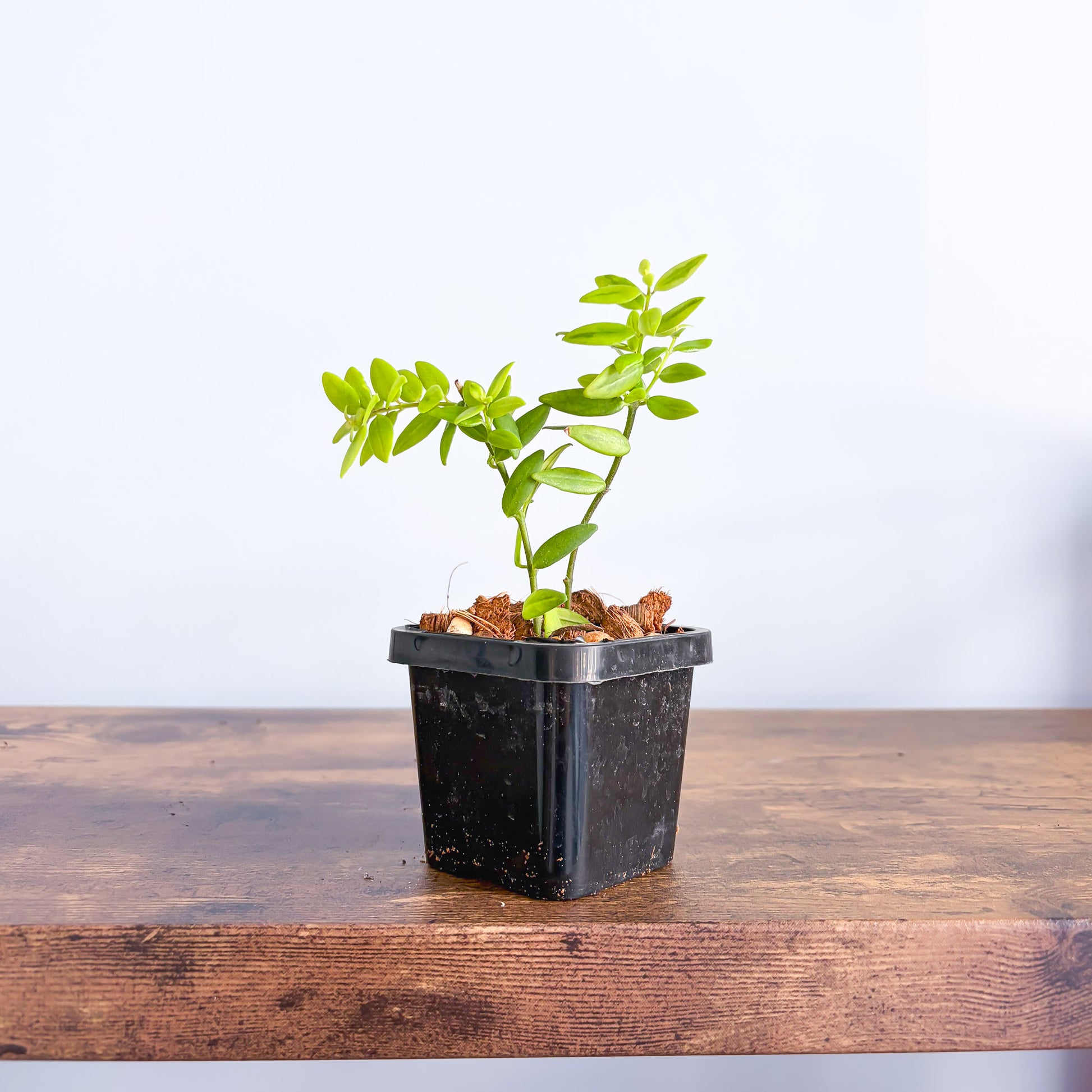 Aeschynanthus Variegated Lipstick Plant | The Plant Boys