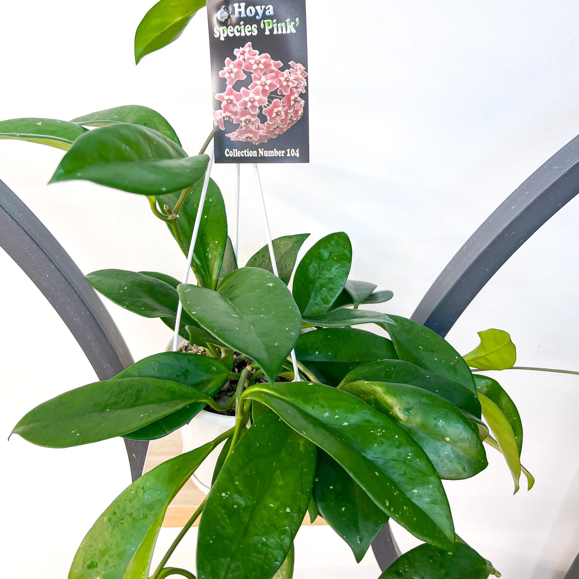 Hoya Species Pink | The Plant Boys
