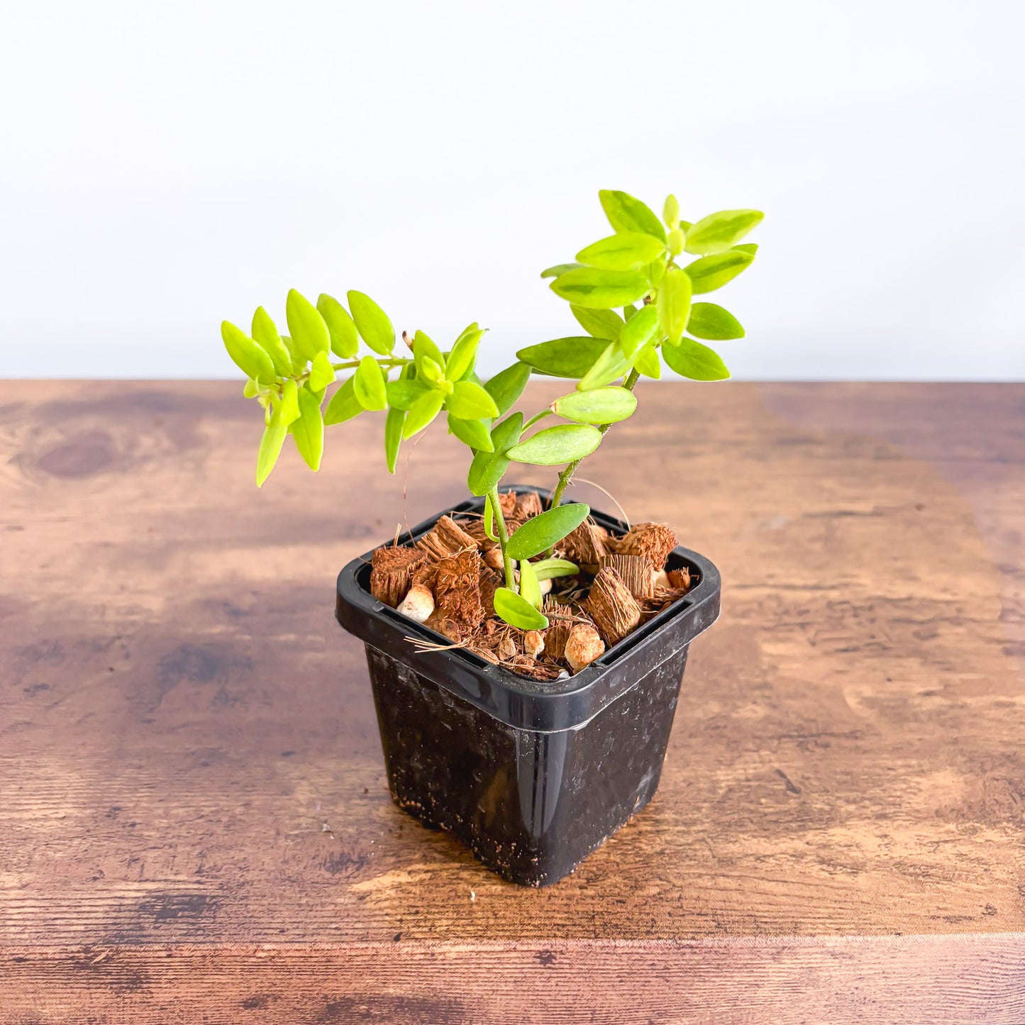 Aeschynanthus Variegated Lipstick Plant | The Plant Boys