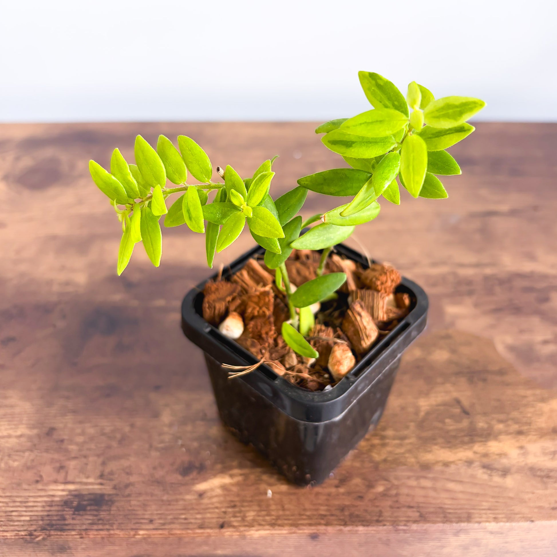 Aeschynanthus Variegated Lipstick Plant | The Plant Boys