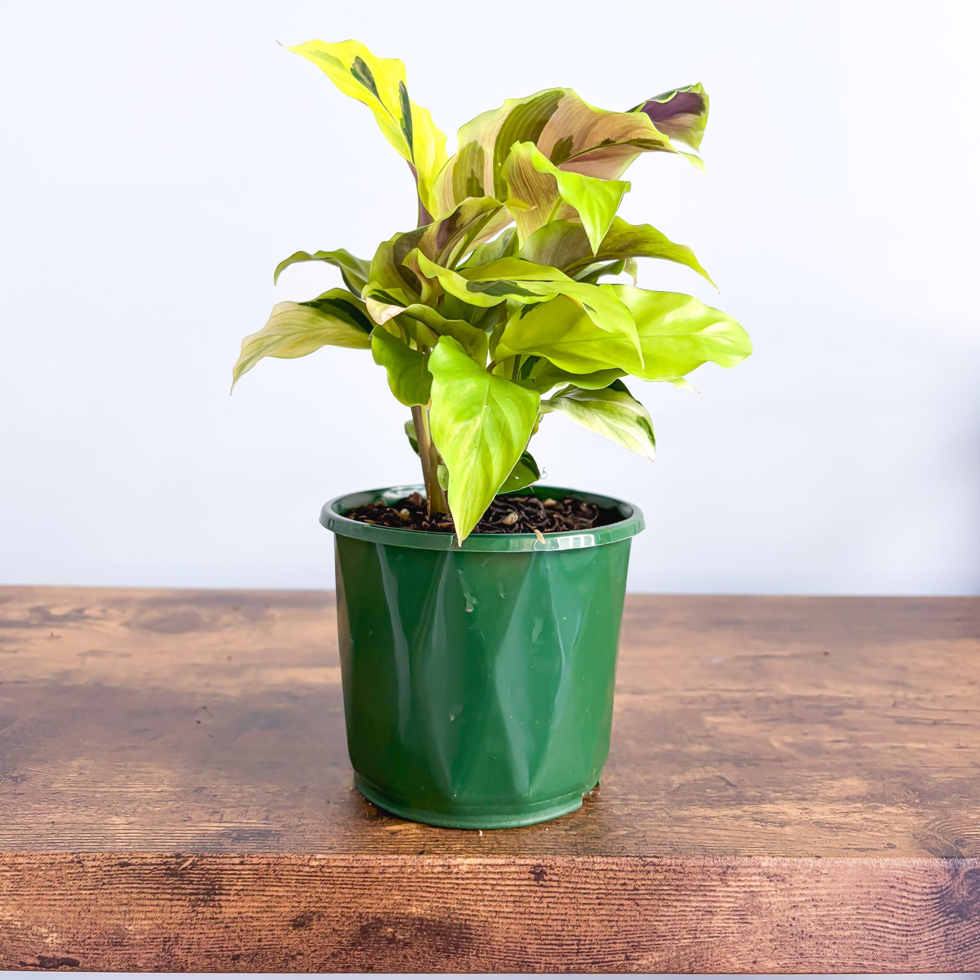 Calathea Yellow Fusion | The Plant Boys