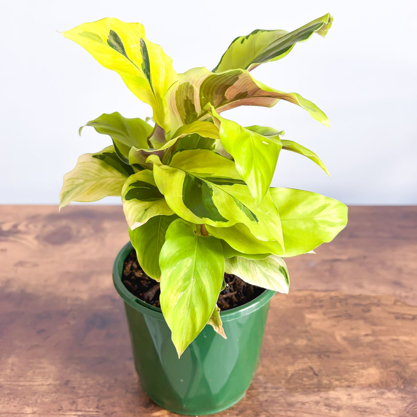 Calathea Yellow Fusion | The Plant Boys